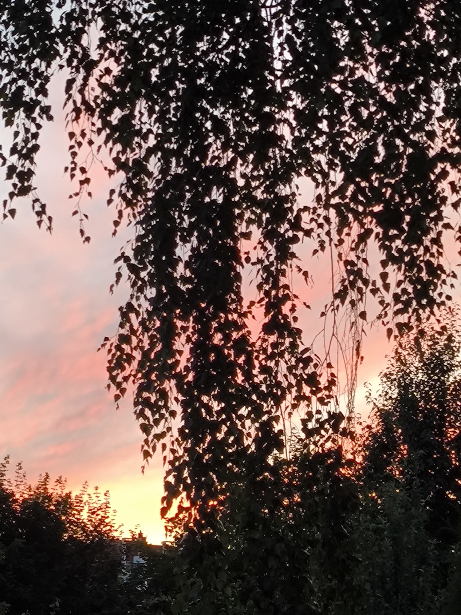 This media file captures a serene sunset scene, silhouetted by the dense foliage of trees. The sky is a canvas of warm colors, transitioning from a soft pink near the top to a vibrant orange and yellow closer to the horizon. Wispy clouds are painted across the sky, catching the last rays of the setting sun.
The foreground is dominated by the dark silhouettes of hanging leaves and branches, likely from a birch tree given the delicate, elongated shape of the leaves. These leaves form a natural curtain, partially obscuring the sky and creating a dappled effect as the light filters through. Below the tree, the dark shapes of other trees and what appear to be rooftops of buildings are visible, suggesting an outdoor setting near a populated area. The sun itself is a bright, glowing orb peeking through the leaves and branches on the right side of the image, casting a warm light and creating small, bright points of illumination.
The overall mood is tranquil and peaceful, evoking the quiet beauty of twilight. The time of day is clearly sunset, indicated by the vibrant colors in the sky and the low angle of the sun. There is no visible text in the image.