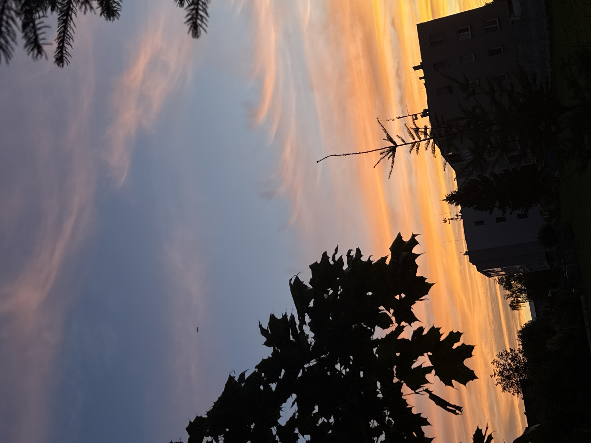 A silhouette of a building against a sunset sky is visible in Tlustovousy, Czechia. The sky transitions from a deep blue at the top to a vibrant orange and yellow near the horizon, with wispy clouds streaked with pink and orange. Silhouetted trees, including a large maple with distinctive leaves and a smaller pine tree, are in the foreground. An airplane is faintly visible in the upper left portion of the sky. The building appears to be a multi-story apartment complex with several windows and antennas on its roof.