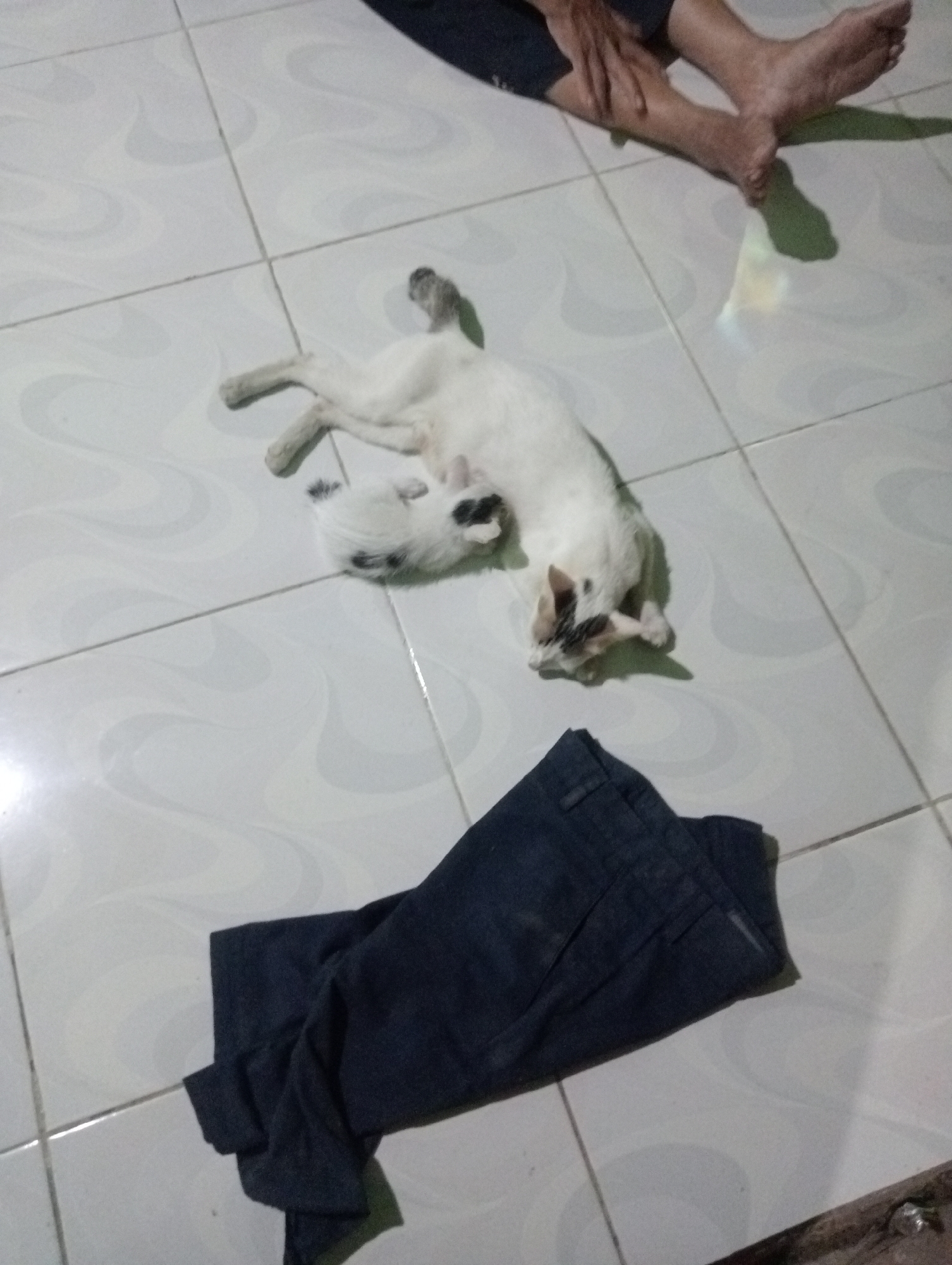 A low-angle, slightly blurry, nighttime interior shot shows a white and black cat lying on its back on a tiled floor. The cat has dark patches on its face and tail. To the left of the cat, a pair of dark, folded trousers is placed on the floor. In the upper right portion of the frame, a person's legs and feet are visible, with the individual appearing to be sitting or lying down. The environment is a tiled floor with a subtle patterned texture. The lighting suggests an indoor setting, possibly a home, with artificial light casting shadows. The location of Kota Negara Timur, Indonesia, is noted as the context for this scene.