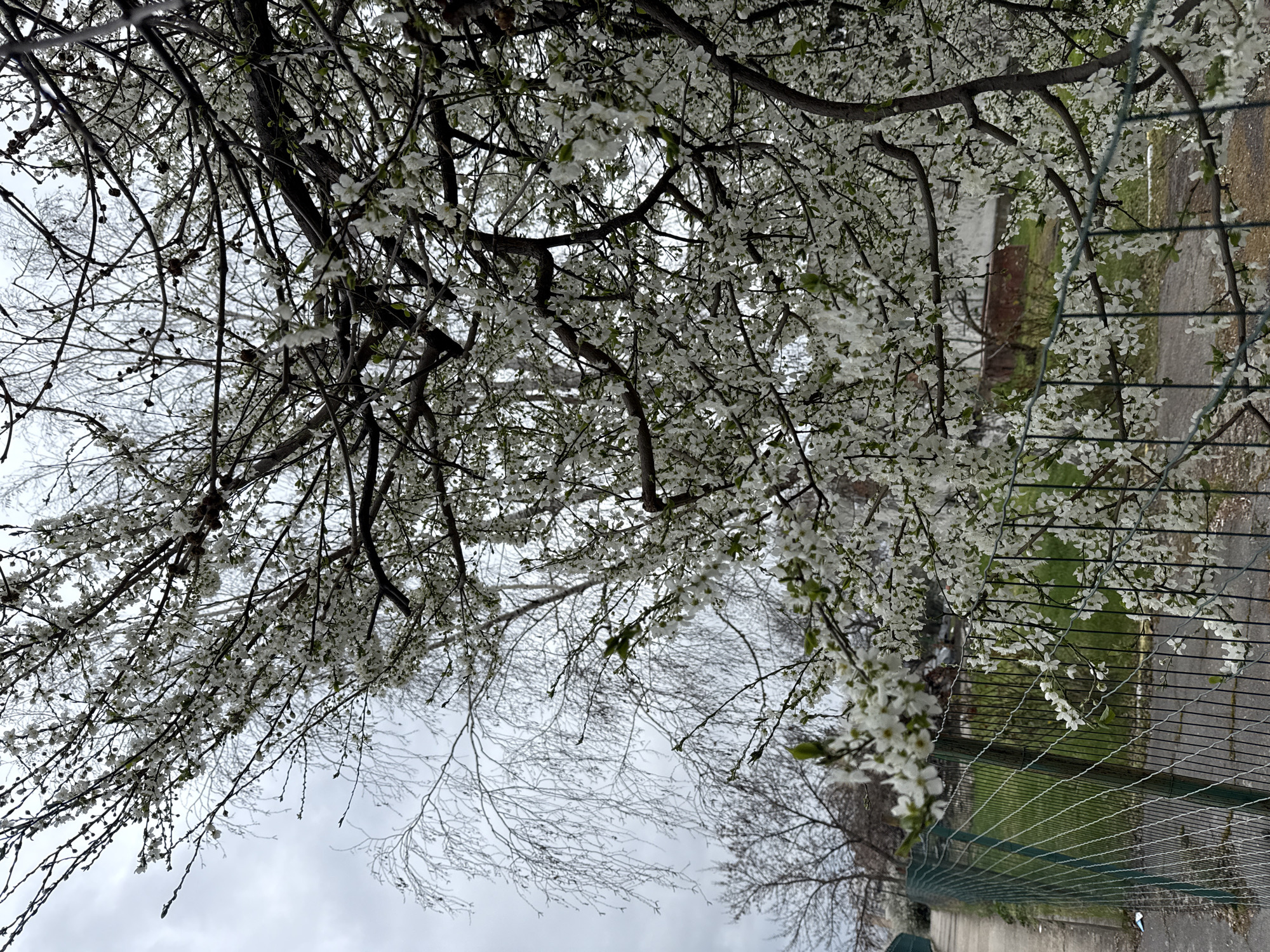 The image shows a tree with white blossoms in Sofia, Bulgaria, possibly a plum or cherry tree. The tree branches are bare except for the flowers. A green wire fence runs parallel to the tree. Beyond the fence is a narrow pathway or road, and grass can be seen in the background. The sky is overcast.