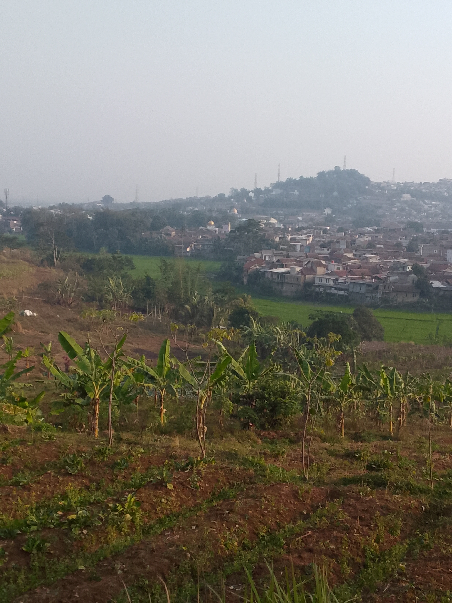 This is a medium-shot, eye-level, vertical photograph of a hilly, semi-urban landscape in Padalarang, Indonesia. The foreground is a slope covered in dry, reddish-brown soil with sparse, low-lying green vegetation and some young plants with broad leaves, possibly banana saplings. Behind the foreground, a denser area of vegetation, including more mature banana trees with large green leaves and some thinner trees, is visible.
In the midground, the landscape transitions to a residential area with numerous houses featuring terracotta tile roofs and light-colored walls. Some of these houses are built on hillsides. A patch of bright green, likely rice paddies, is visible nestled among the houses and trees. In the distance, more houses stretch across the hills, with a hazy, muted sky overhead. Several radio towers are visible on the distant hills. A golden dome, possibly part of a mosque, can be seen among the buildings. The overall atmosphere is hazy, suggesting it might be early morning or late afternoon, or due to atmospheric conditions. No people are clearly discernible in the image.