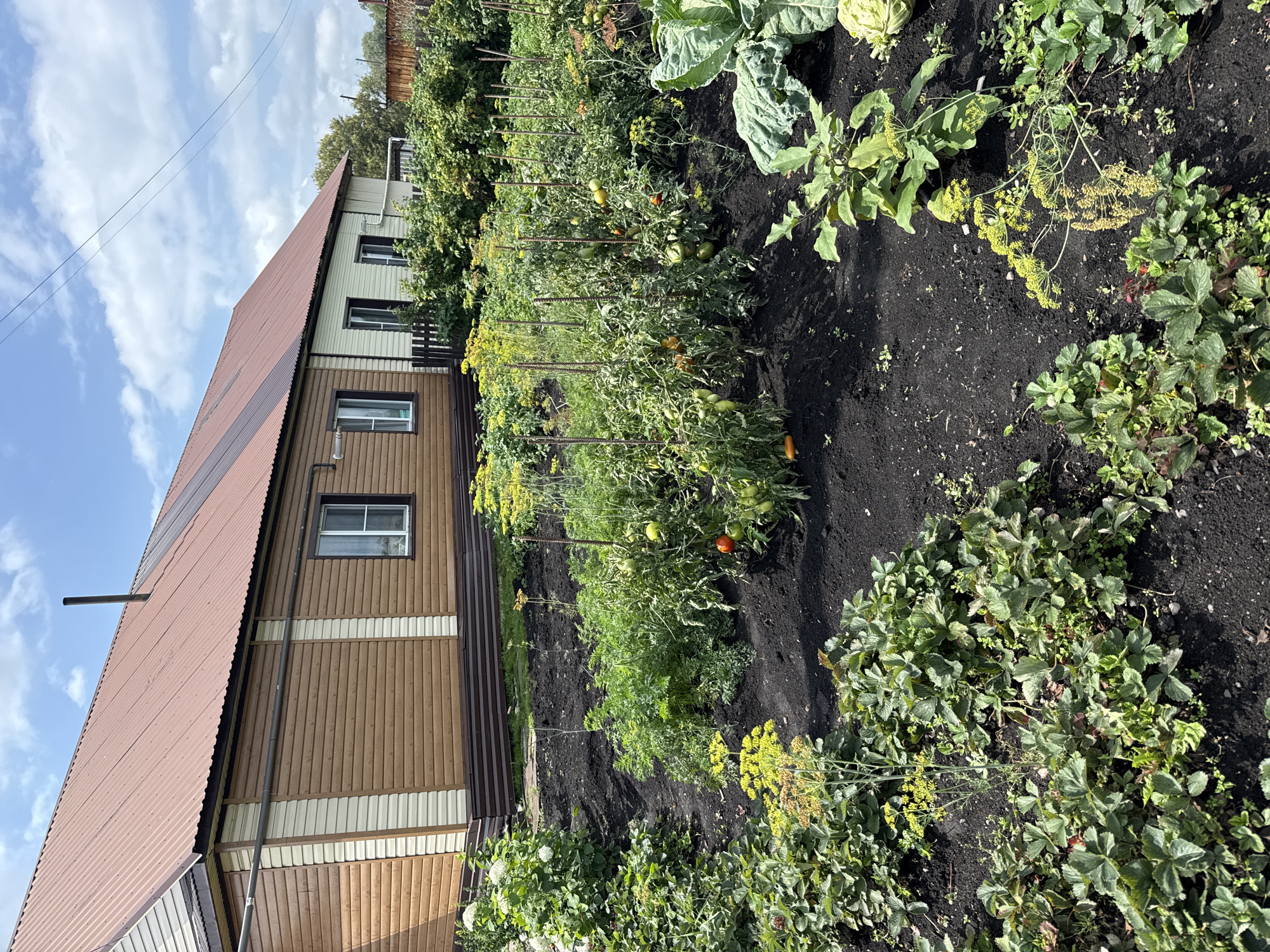 This image depicts a garden behind a house in the village of Krasnogorskoye, Russia. The house is a single-story structure with a reddish-brown corrugated metal roof and brown and beige siding. A garden bed is visible in the foreground, containing rows of tomato plants with ripe red and green fruit, as well as other leafy green vegetables and yellow flowering plants. A large cabbage head is also present in the lower right corner. The garden is situated on dark soil. The sky above is blue with scattered white clouds.