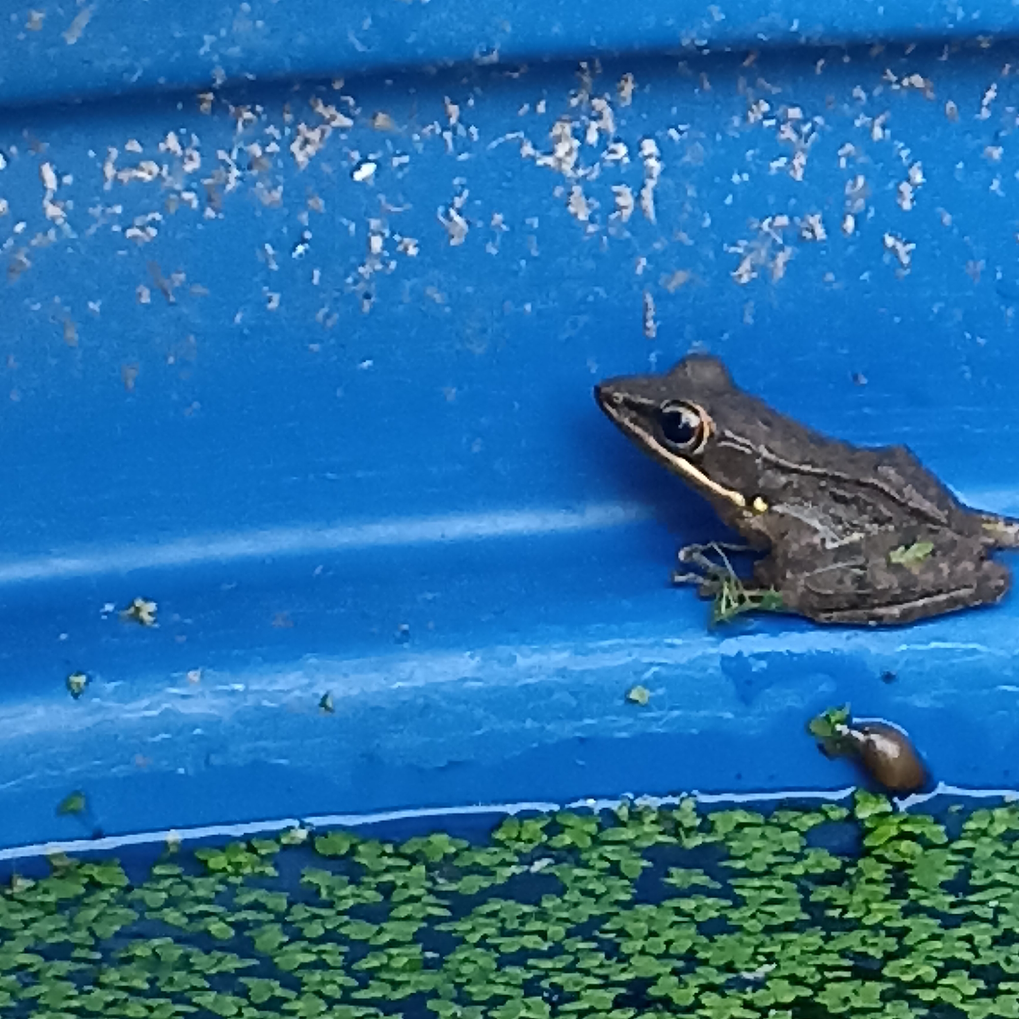 A small, dark brown frog with lighter stripes along its back is perched on the edge of a bright blue surface. The frog's head is turned to the left, and its eye is visible. The blue surface appears to be a manufactured object, possibly a container or part of a structure, with some debris scattered on its upper portion. Below the blue surface, a dark body of water is visible, covered with a dense layer of small, green aquatic plants. A portion of a darker object, possibly another frog or debris, is submerged in the water on the right side of the image. The scene is likely outdoors, given the presence of aquatic plants and the natural setting implied by the frog. The location is specified as the city of Magelang, Indonesia.