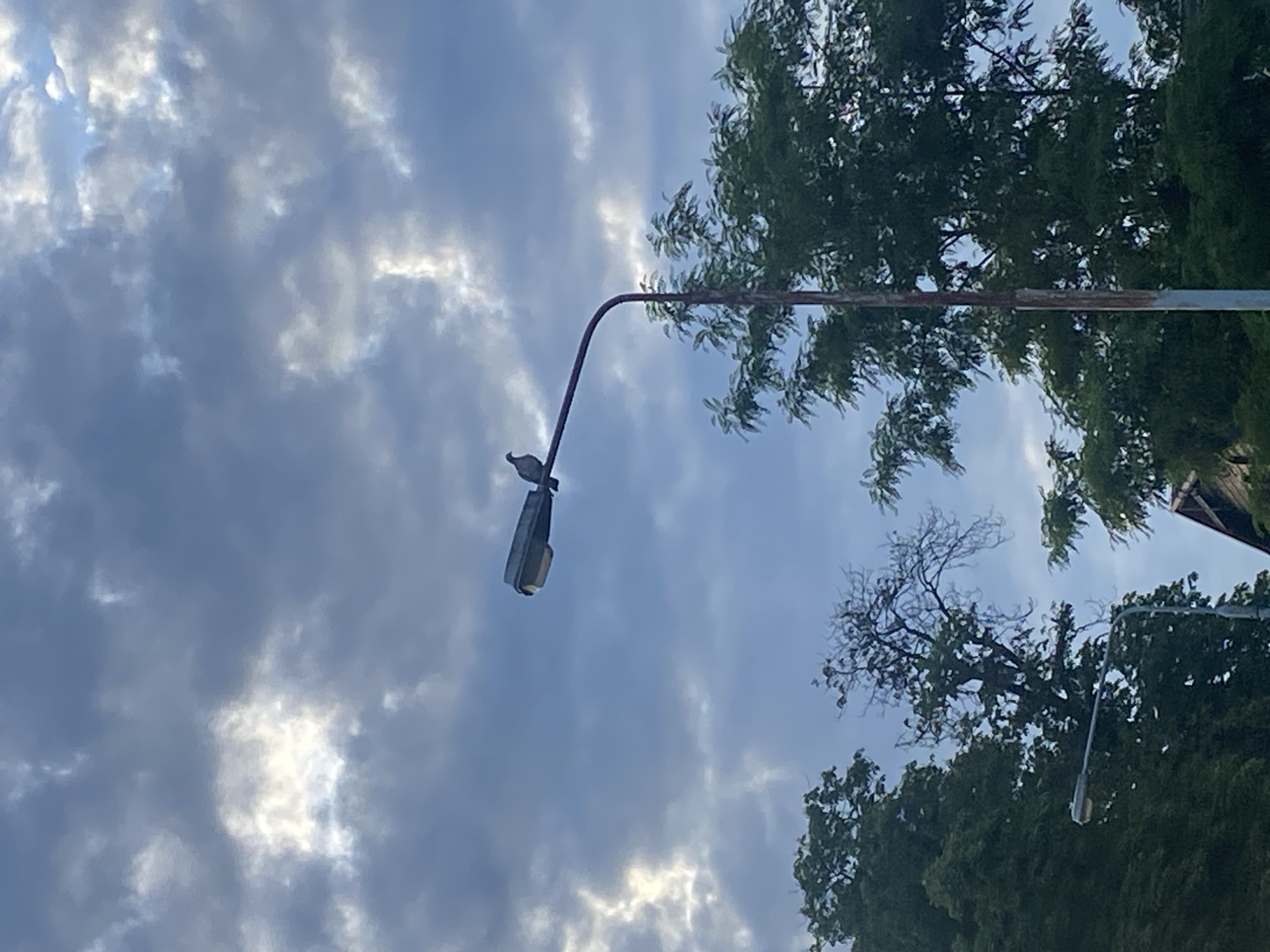 A pigeon is perched on the fixture of a street light, centered against an overcast sky with patches of bright light visible through the clouds. The street light pole is dark brown and rusty, curving upwards from the right foreground to support the horizontally oriented, dark gray fixture. The pigeon, light gray in color, is facing left. Trees with dense green foliage occupy the left side of the frame and the bottom-right, while a tree with sparser leaves and visible branches stands in the background-center. A portion of a dark-colored pitched roof is visible in the bottom-right corner. The scene depicts an outdoor environment in Wrocław, Poland, likely on an urban or suburban street.
