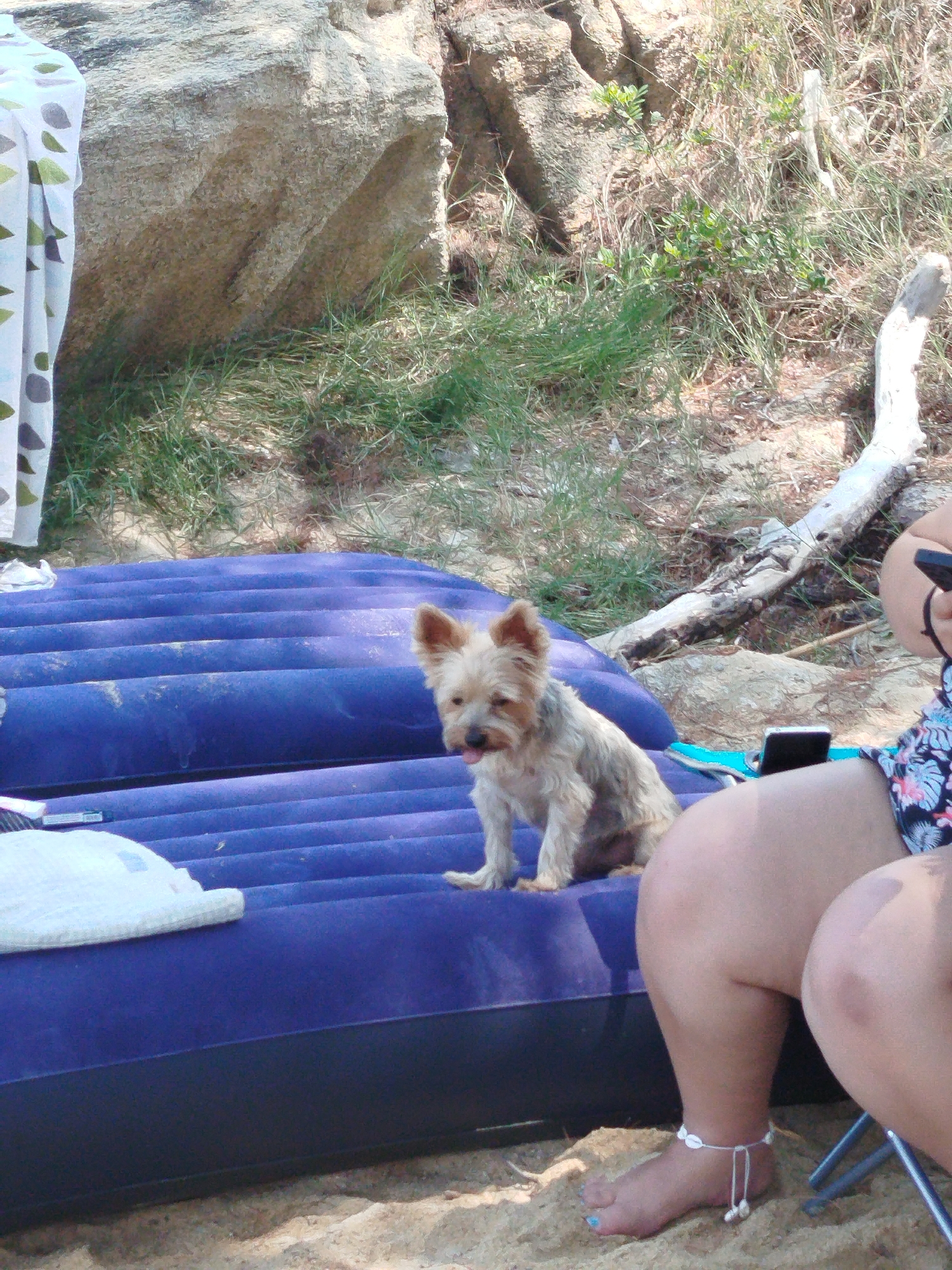 An adult Yorkshire Terrier dog with light brown fur sits on a deflated purple air mattress on a sandy beach. The dog is looking to the left with its tongue slightly out. Behind the air mattress, there is coarse sand, sparse green grass, and a large, textured rock formation. To the right of the image, partially visible, is a person's legs and torso, wearing a floral print top and a shell anklet. The scene is set in Sithonia Municipal Unit, Greece, likely on a beach during the day, suggested by the bright sunlight and shadows.