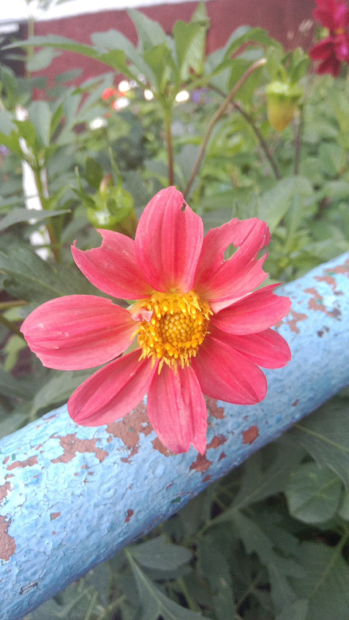 A close-up, vertical shot captures a pink dahlia flower with a yellow center, its petals slightly damaged, resting against a chipped blue metal railing. The railing is in the foreground, taking up the bottom half of the image, with its peeling blue paint revealing a brown undercoat. Behind the flower, blurred green foliage and a reddish-brown wall are visible. The scene appears to be an outdoor setting in Petropavl, Kazakhstan.