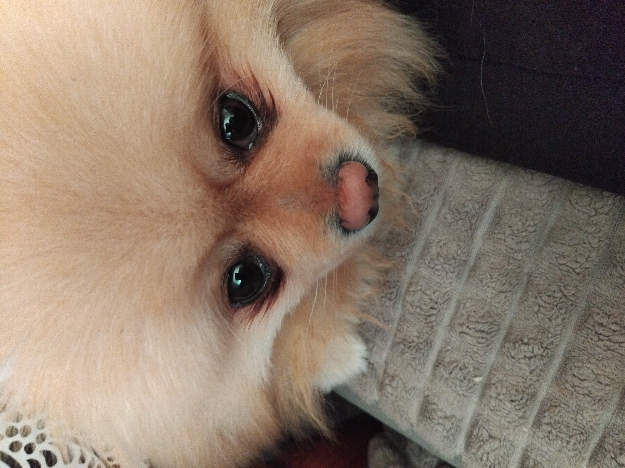 A close-up shot of a light brown Pomeranian dog lying on a gray, textured blanket. The dog's face is centered and angled upward toward the viewer. Its eyes are dark and glossy, and its nose is pink. The dog's fur is soft and fluffy. Part of a dark object is visible behind the blanket. There is no indication of the location being Apriltsi, Bulgaria.