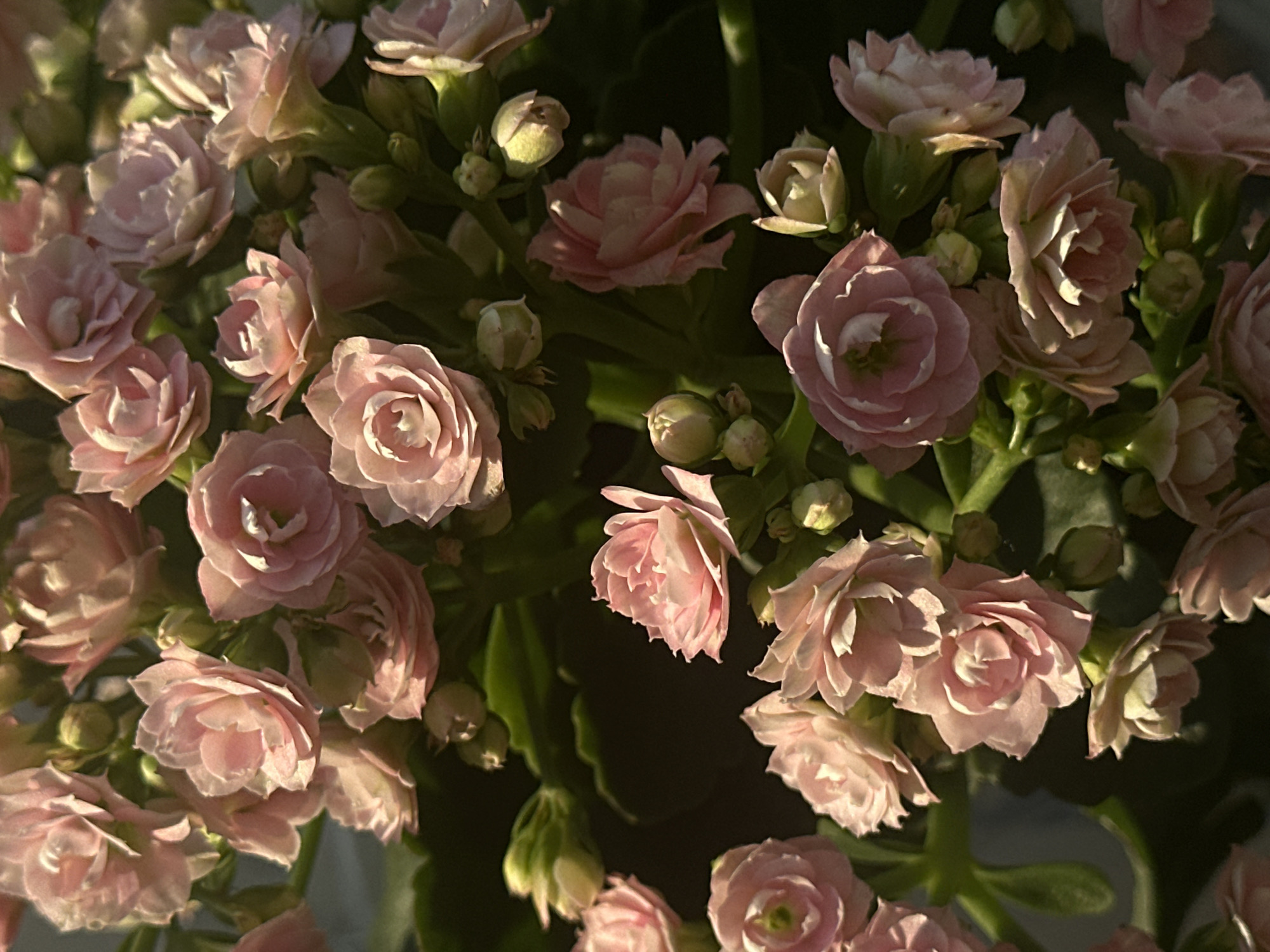 The image provides a detailed, close-up view of numerous small, densely petaled flowers, predominantly in shades of light pink and soft rose. These blooms, some fully open and others partially unfurled, exhibit a multi-layered, rose-like form. Direct lighting, likely sunlight, illuminates the upper surfaces of the petals, creating bright highlights and casting soft shadows that enhance their texture and depth. Interspersed among the open flowers are several pale green to yellowish-green spherical buds. Dark green foliage, characterized by broad leaves, is visible in the blurred background and occasionally peeking between the floral clusters, providing a deep, contrasting backdrop. No people, objects, or environmental indicators are present to suggest a specific location, including the city of Sofia, Bulgaria.
