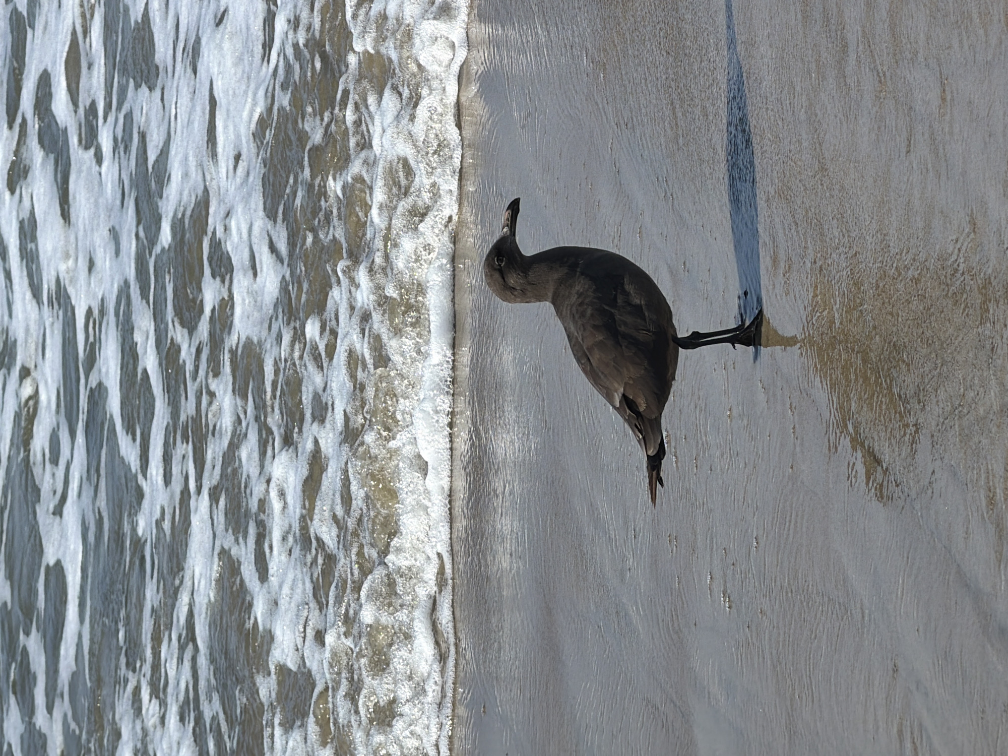 A dark-colored seagull stands on a wet, sandy beach in Malibu, California. The bird is facing left, with its head turned slightly to the left, revealing its beak and eye. The seagull's legs and feet are visible, as is its shadow cast on the sand. The ocean waves are breaking in the background, with white foam and darker water. The sand is wet and reflects the light from the sky.