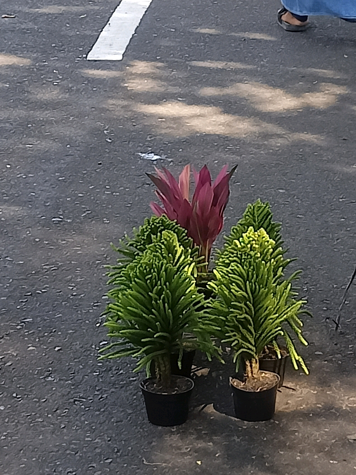 The image depicts a collection of potted plants on an asphalt surface, possibly a street or sidewalk. Three small, coniferous trees with dense, needle-like foliage are arranged in black pots. Behind them, a taller plant with vibrant magenta leaves stands in a pot. A person wearing blue pants and sandals is partially visible at the top right of the frame, suggesting a public outdoor setting. A white line, likely a road marking, is visible in the upper left quadrant of the image. The ground is textured asphalt with scattered shadows cast by the plants and possibly overhead foliage. The overall scene appears to be outdoors, under daylight conditions. The location is identified as Surakarta, Indonesia.