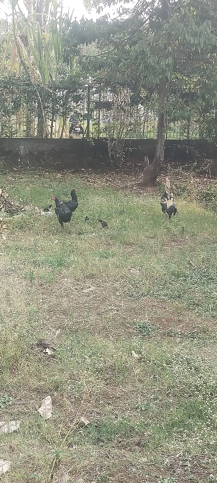 In Pasirhuni, Indonesia, a group of chickens, including two adults and at least three chicks, are foraging on a grassy area. The chickens are dark-colored, with one adult appearing to be a hen and the other a rooster with a red comb and wattle. They are situated in a semi-natural environment with a fence and trees in the background, suggesting a backyard or park setting. The ground is covered in dry leaves and grass, with some scattered debris. The overall scene depicts a typical rural or suburban Indonesian landscape.
