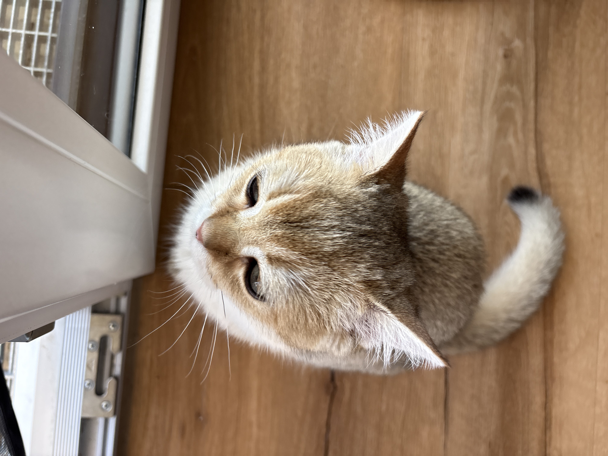 An overhead shot captures a fluffy, tan and white cat sitting on a wooden floor. The cat is facing upwards, its head tilted towards a white object to its left, possibly a door or a piece of furniture. The cat's large, dark eyes are looking intently at something beyond the frame, and its ears are perked up. Its whiskers are long and white, fanning out from its muzzle. The cat's tail, a fluffy mixture of tan and white, curves around its body to the right.
To the left of the cat, the white object has a textured surface with a grid pattern at the top and a smooth, metallic hinge mechanism visible at the bottom. The wooden floor has a warm, light brown tone with a visible grain pattern. The lighting suggests it is daytime, with soft light illuminating the scene. The overall mood is one of curiosity and quiet observation from the cat. No text is visible in the image. The location context is Bönnigheim, Germany.