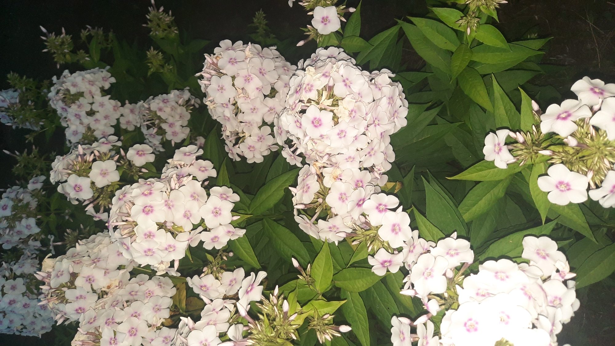 The image shows a close-up view of white phlox flowers with pink centers, set against a dark, leafy background. The flowers are clustered together in large, dense panicles. The lighting suggests it might be evening or night. The image does not contain any specific landmarks or contextual information to determine its location in the city of Shklow, Belarus.