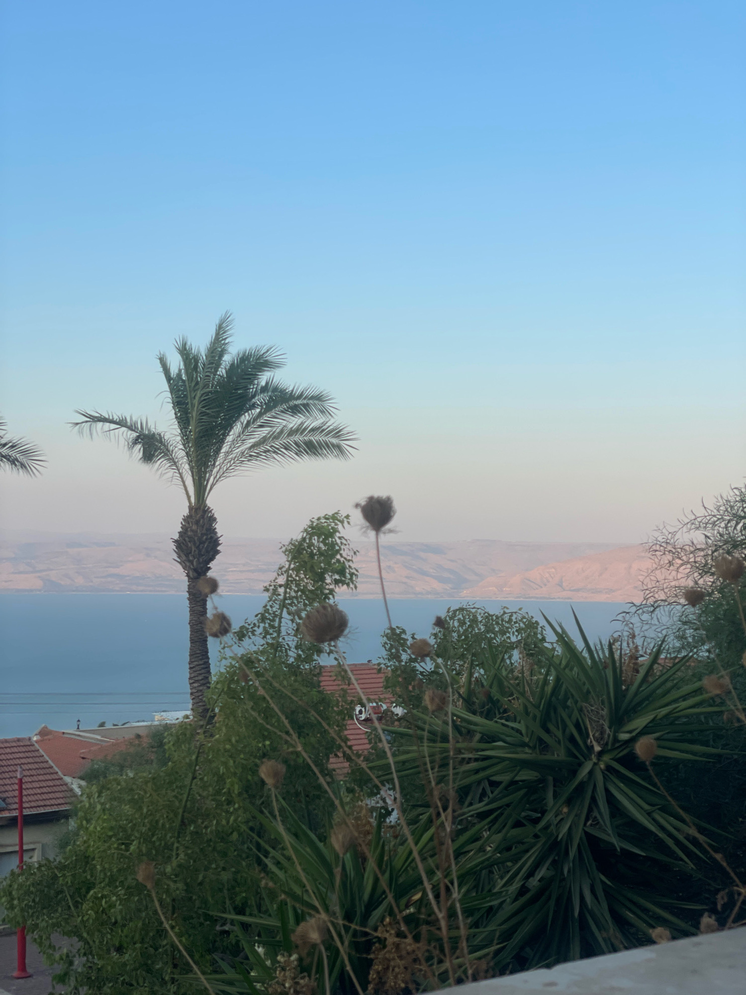 The image captures a serene vista from a high vantage point in Tiberias, Israel. The foreground is dominated by lush green vegetation, including a tall palm tree and spiky yucca plants, interspersed with dried, seed-bearing stalks of plants, suggesting late summer or early autumn. In the middle ground, terracotta-tiled rooftops of houses are visible, indicative of Tiberias' architecture. Beyond the houses, a vast expanse of calm blue water, likely the Sea of Galilee, stretches towards a distant, undulating shoreline lined with hills. The sky above is a gradient of soft blue, fading to a pale pinkish hue near the horizon, hinting at either early morning or late afternoon light. The scene is tranquil, with no people or active events depicted, focusing solely on the natural landscape and the urban elements integrated within it.