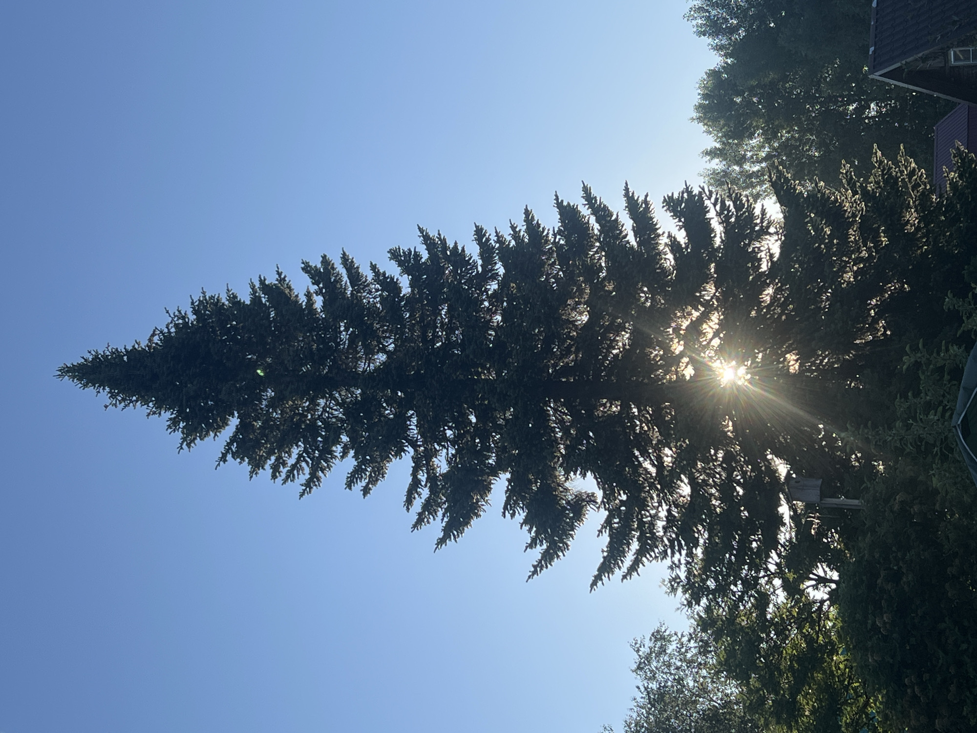 An outdoor, vertical, medium shot captures a large, dark green evergreen tree silhouetted against a clear, light blue sky. The sun shines from behind the tree, creating a lens flare effect with bright starburst rays that illuminate the lower branches and foliage. To the left of the evergreen, a lighter green tree with dense foliage is visible, and further to the left, a small, weathered wooden birdhouse is mounted on a pole. In the background, beyond the trees, the rooflines of two buildings are partially visible; one has a dark red roof, and the other has a dark shingled roof. The scene appears to be located in the city of Mochische, Russia, suggesting a rural or semi-rural setting.