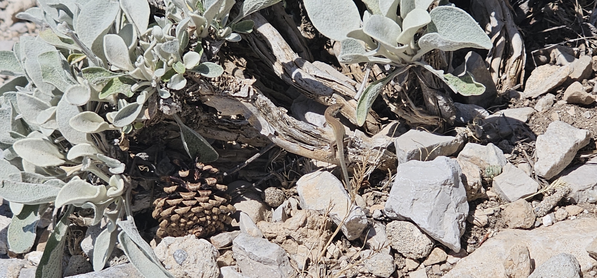 A small, brown lizard is perched on a piece of weathered wood amongst rocks and dry vegetation. The lizard is facing left with its body angled slightly upwards. In the foreground and to the left, a pine cone rests on the rocky ground, partially obscured by the base of a fuzzy, grey-green plant. The environment appears dry and arid, with scattered grey and tan rocks and sparse brown vegetation. The scene is bathed in bright sunlight, casting shadows. The location is identified as Općina Bol, Croatia.