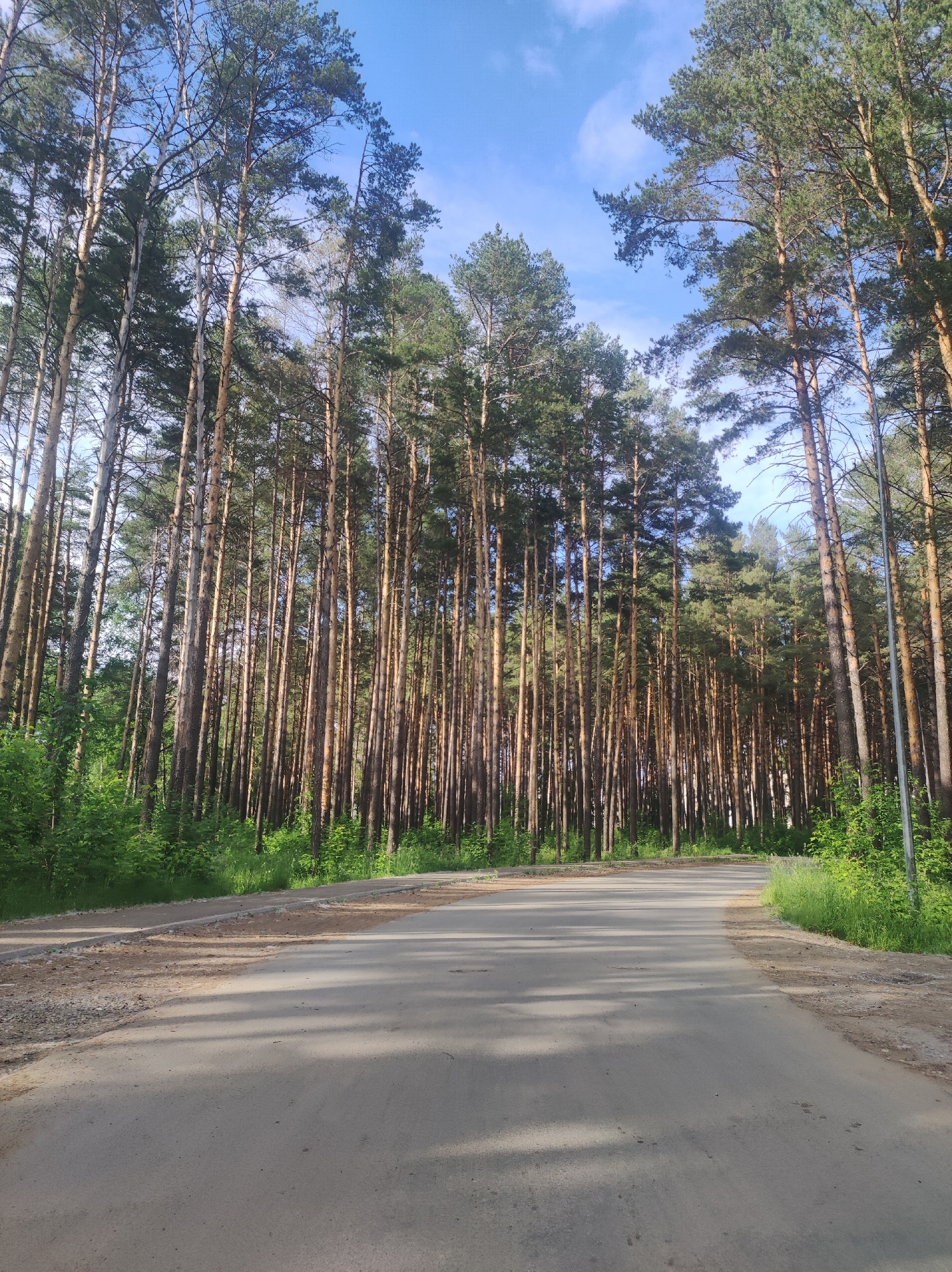 The image depicts a paved road winding through a dense forest of tall, slender pine trees under a clear blue sky with scattered clouds. The trees have rough, reddish-brown bark and their green needles form a thick canopy overhead, casting dappled shadows on the road and the surrounding undergrowth. The road appears to be an asphalt surface, with a gravel shoulder on the left side and a grassy embankment on the right. The overall scene suggests a natural setting, possibly a park or a rural road on the outskirts of Chaikovsky, Russia, given the prevalence of pine forests in the region. There are no people or vehicles visible in the image. The lighting indicates it is daytime, likely late morning or early afternoon, with the sun casting long shadows.