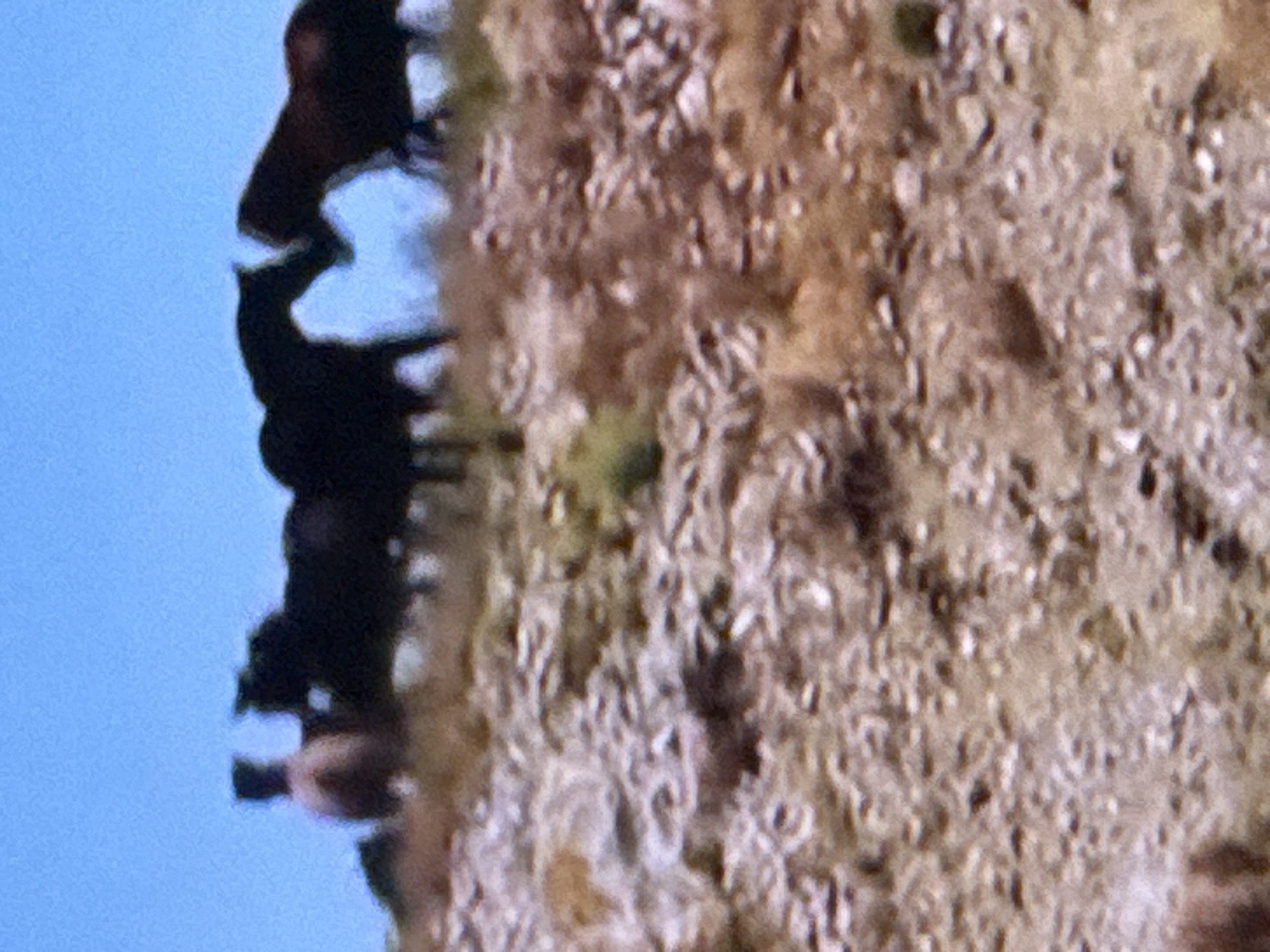 The image is a slightly blurry, eye-level, medium shot of several horses in a natural, outdoor environment. The horses are silhouetted against a bright blue sky, suggesting a sunny day. The terrain appears to be rocky and dry with sparse vegetation, possibly a hillside or a remote pasture.
In the foreground, the ground is covered with small rocks and dry brush in shades of brown and tan. A few patches of green vegetation are visible.
In the middle ground and background, several horses are visible. On the far left, a lighter-colored horse, possibly brown or tan, is partially visible, standing near darker horses. Further to the right, a group of darker horses are gathered. Two of these horses are facing each other with their heads close together, appearing to be interacting. Their dark coats are in sharp contrast to the bright sky.
The overall impression is of a wild or semi-wild group of horses in a rustic, undeveloped landscape. The location is not identifiable as the city of Springboro, United States of America, as there are no urban elements or specific landmarks depicted. The scene is purely natural.