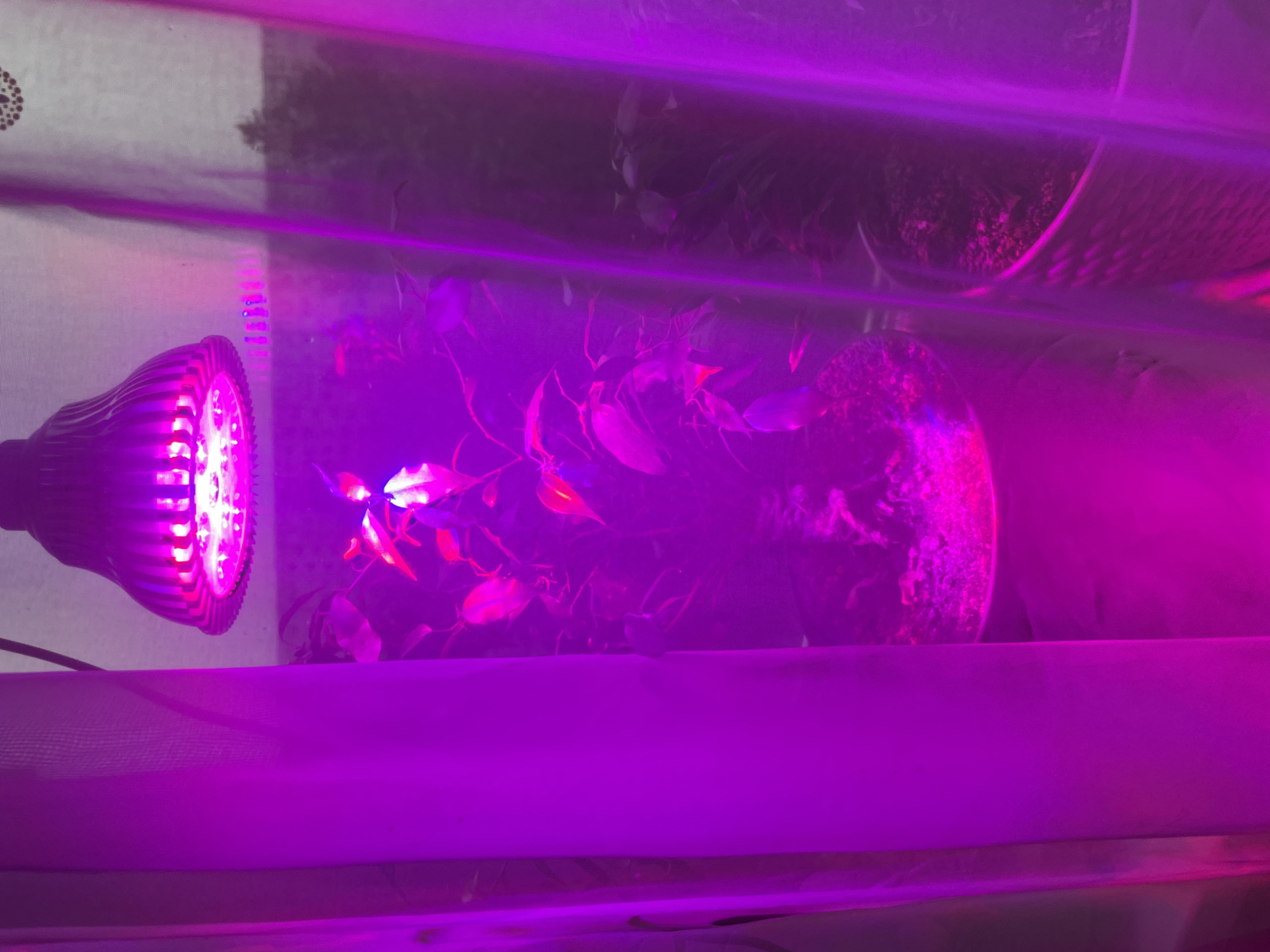 A plant, seemingly indoors, is under the illumination of a purple LED grow light. The plant is potted, and another, partially visible pot is behind it. The setup appears to be within an enclosed space, possibly a greenhouse or grow tent.
