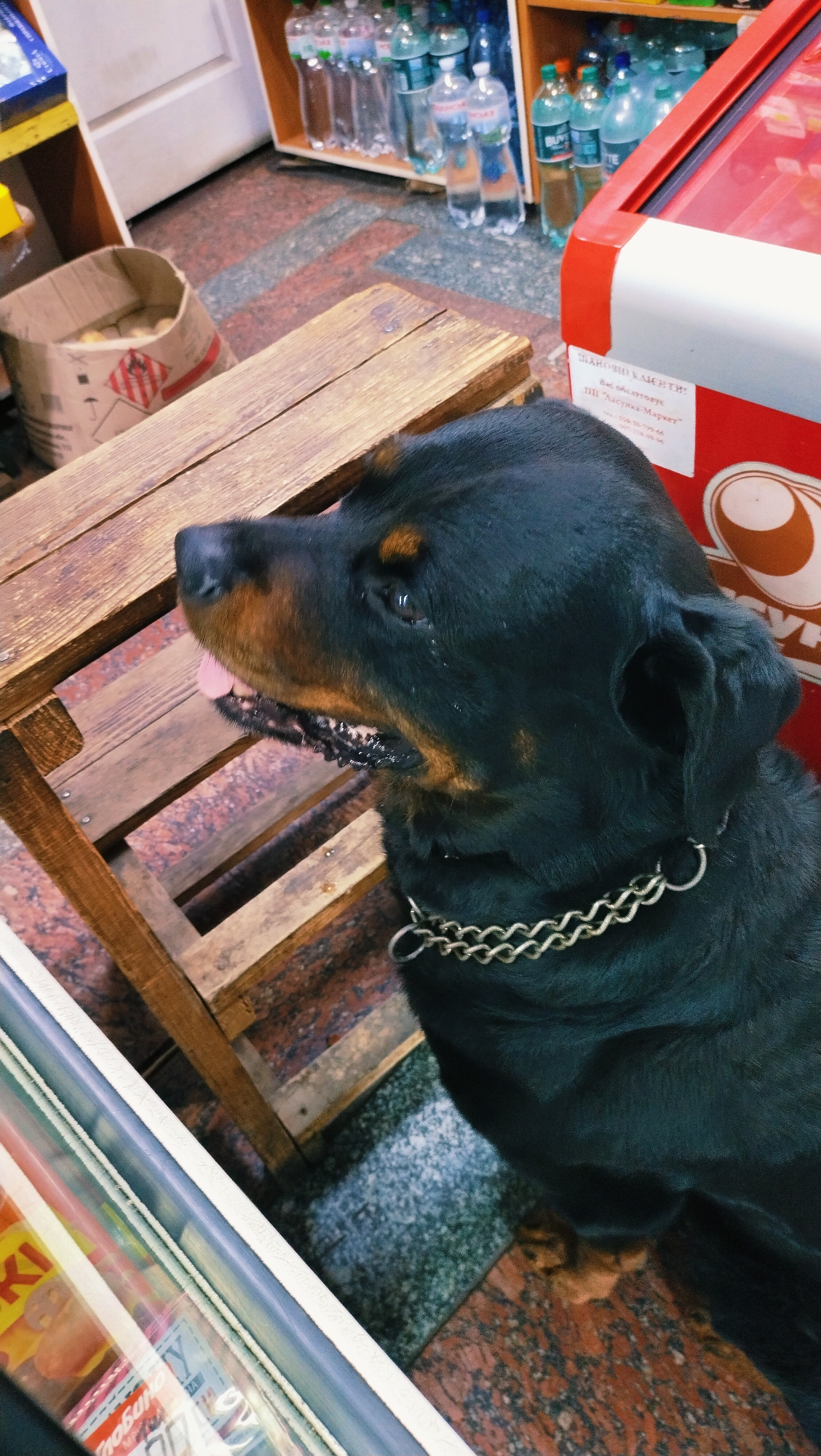 A Rottweiler dog with a metal chain collar sits on the floor in what appears to be a small shop or market stall. The dog is black with tan markings around its eyes and muzzle. It is looking to the left of the frame with its tongue slightly out. Behind the dog is a wooden stool with a distressed finish. Further in the background, shelves are stocked with bottled water and other beverages. To the right of the dog, a red refrigerator unit is visible, with some signage. The flooring is a mix of patterned tile. The overall scene suggests a business establishment in a city like Horishni Plavni, Ukraine, where a pet might be present.