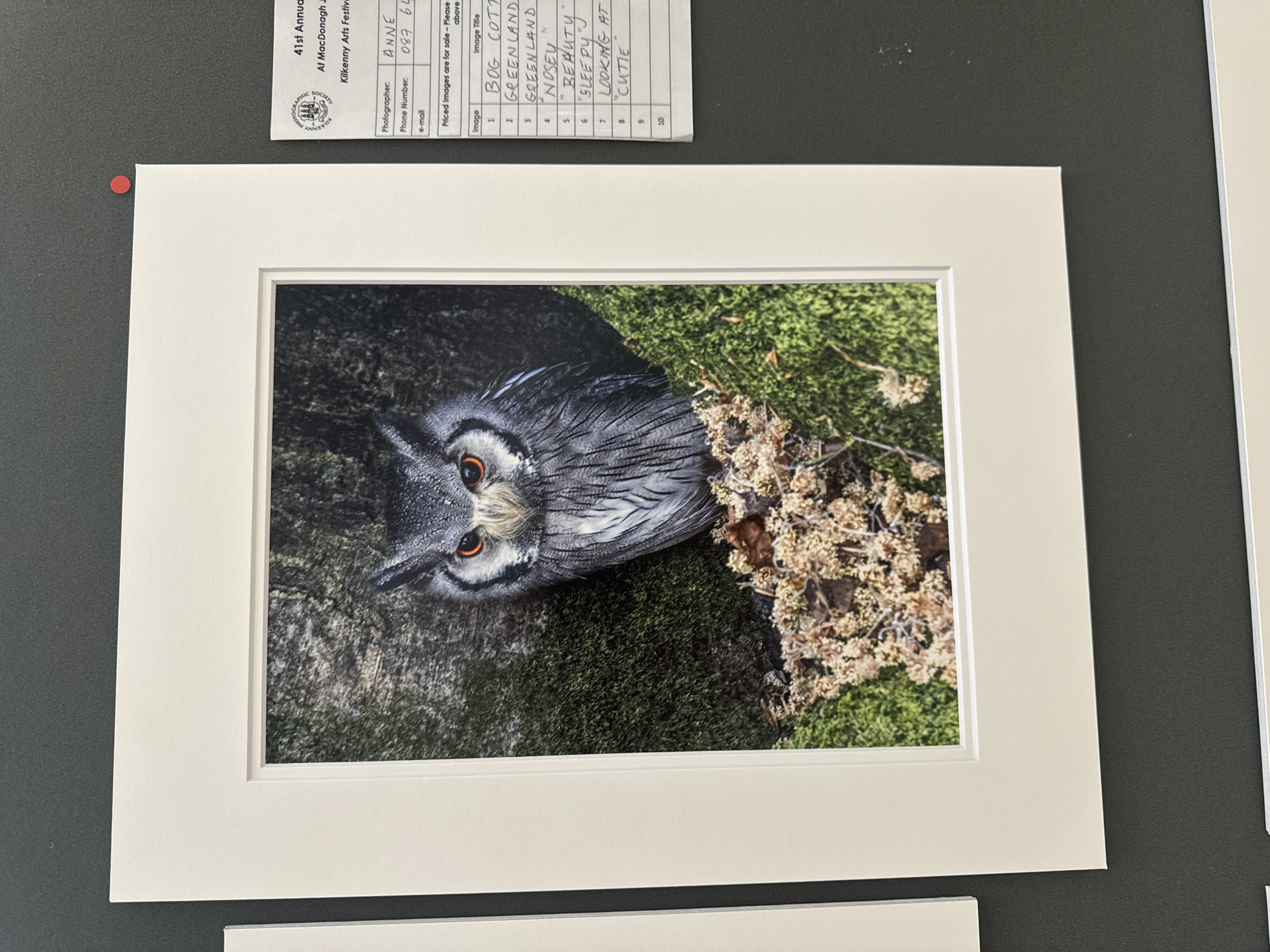 The image displays a framed photograph of a white-faced owl with bright orange eyes. The owl is perched on moss-covered branches and foliage, with a dark, textured background that appears to be tree bark. The photograph is matted in white and is part of an exhibition, as indicated by the label visible on the right side. This label reads "41st Annual Kilkenny Arts Festival" and "At MacDonagh Junction," suggesting the event took place in Kilkenny, Ireland. The label also includes information about the photographer, phone number, and a list of image titles, including "BOG COTTAGE," "GREENLAND," "NOSEY," "BEAUTY," "SLEEPY," "LOOKING AT," and "CUTIE." The overall presentation is indicative of a photography competition or exhibition.