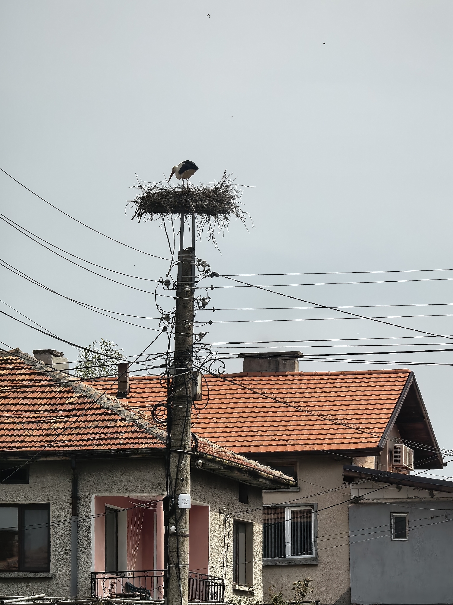 The image shows a stork standing in a large nest built atop a utility pole. The nest is made of twigs and branches. The pole is surrounded by numerous electrical wires. Behind the pole are residential buildings with orange tile roofs and light-colored walls. The sky is overcast. The location is Unknown, Unknown.
