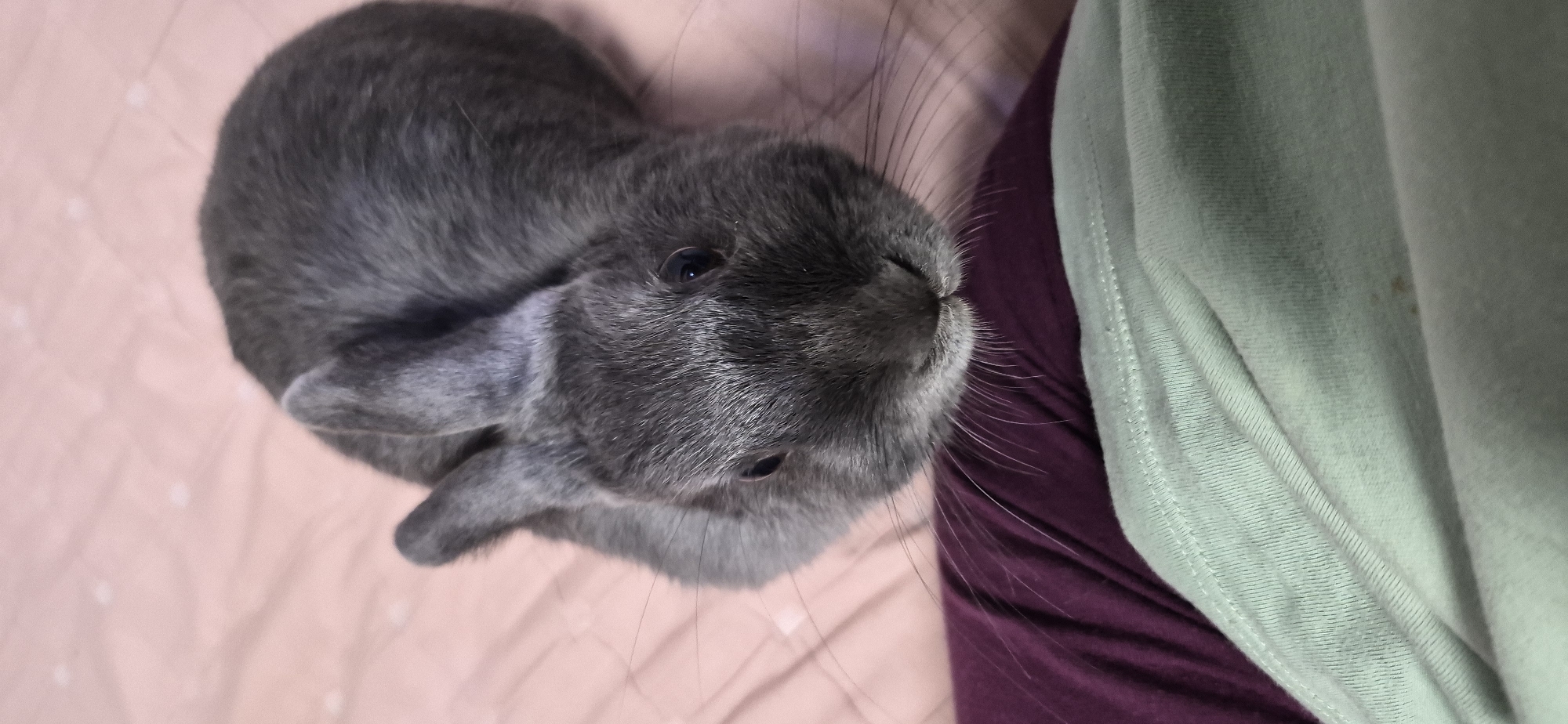 A close-up, top-down shot captures a small, grey rabbit from the chest up. The rabbit's dark eyes and whiskers are clearly visible as it looks down towards the camera. The rabbit is resting on a pink surface with subtle white speckles, likely a blanket or bedding. In the foreground, a person's legs are visible, clad in a deep purple garment and a pale mint green t-shirt. The t-shirt has some faint brown stains. The lighting is soft and natural, creating a peaceful, indoor scene. There is no indication of the image's location in the city of Ussurijsk, Russia.