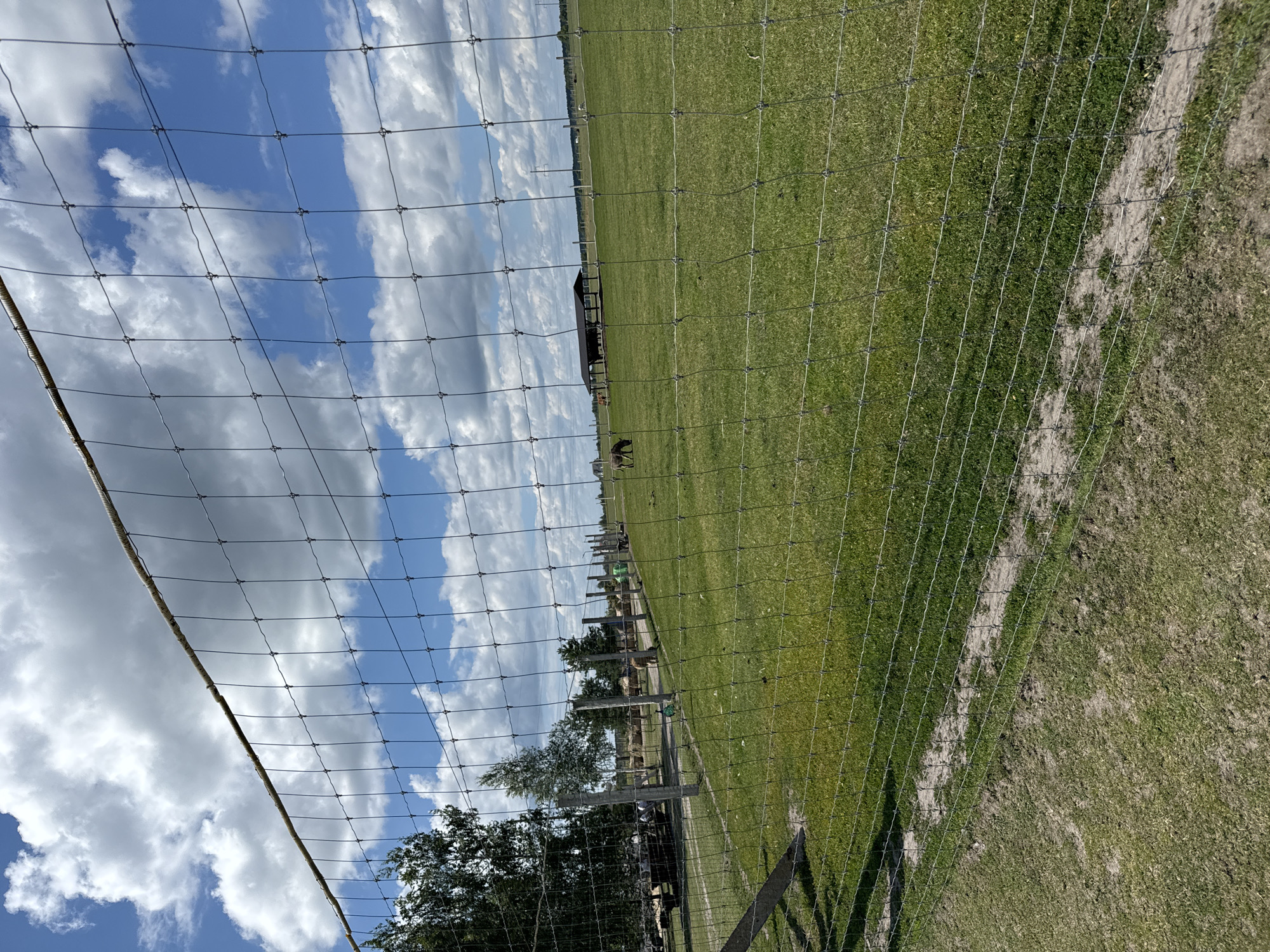 The image shows a wire fence in the foreground, with a grassy field beyond it. In the field, there are several animals, including horses or donkeys. There are also some trees and a shelter in the distance. The sky is blue with white clouds. The scene appears to be an outdoor enclosure, possibly a farm or a zoo. The specific location in Kostiantynivka, Ukraine, is not identifiable from the image alone.