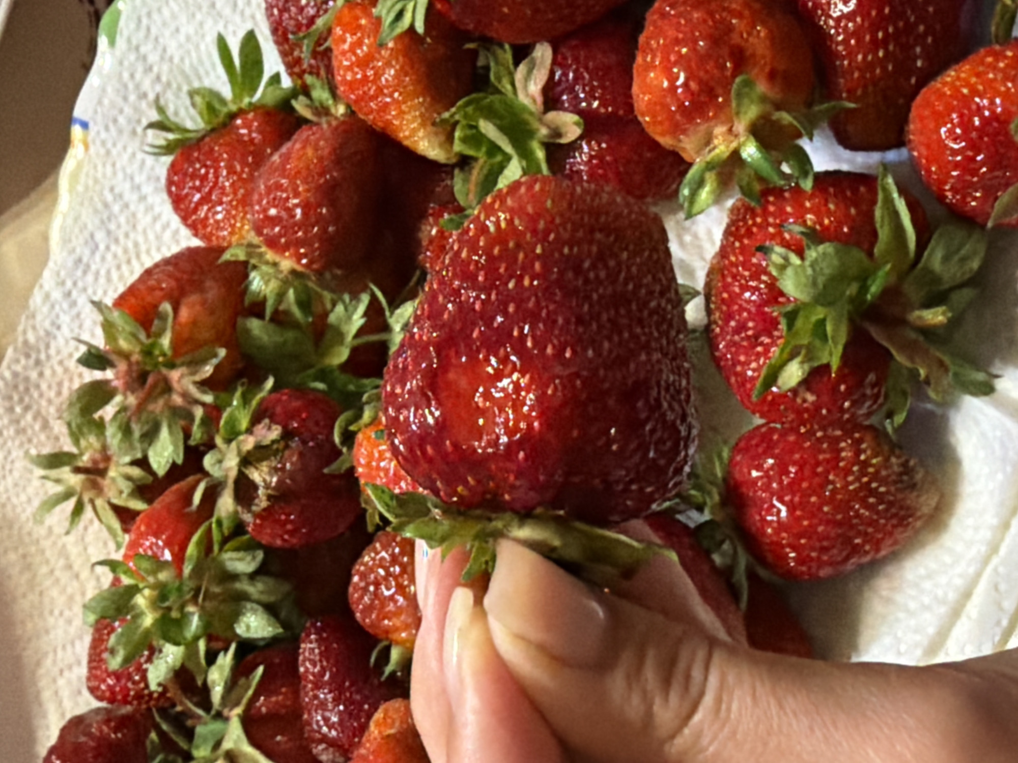 A close-up, slightly overhead shot shows a pile of ripe strawberries on a white paper towel. The strawberries are a deep red, with visible seeds and green stems. One of the strawberries in the foreground is being held by a person's hand, which is only partially visible. The background is blurred, but appears to be a neutral surface. There is no discernible information about the location in Satino-Russkoe, Russia.