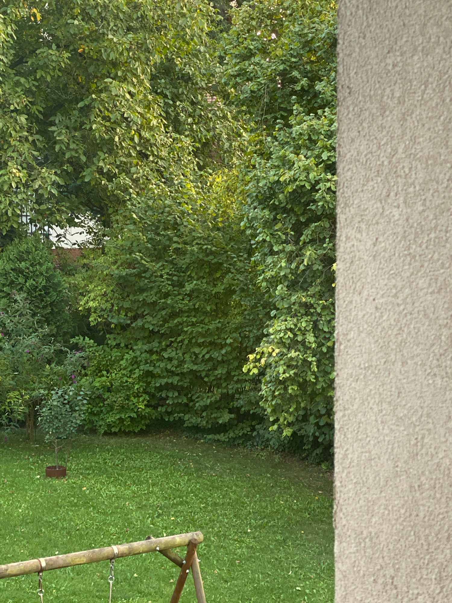The image depicts a backyard scene with lush green trees and a well-maintained lawn. In the foreground, a portion of a wooden swing set is visible. A textured, light-colored wall occupies the right side of the frame, suggesting the presence of a building. The background is dominated by dense foliage, with sunlight filtering through the leaves, creating a dappled effect. A small tree in a planter is visible on the lawn. The overall impression is one of a peaceful, residential outdoor space, possibly in a suburban area. Without further context or identifying landmarks, it is impossible to definitively locate this scene within the city of Katowice, Poland.