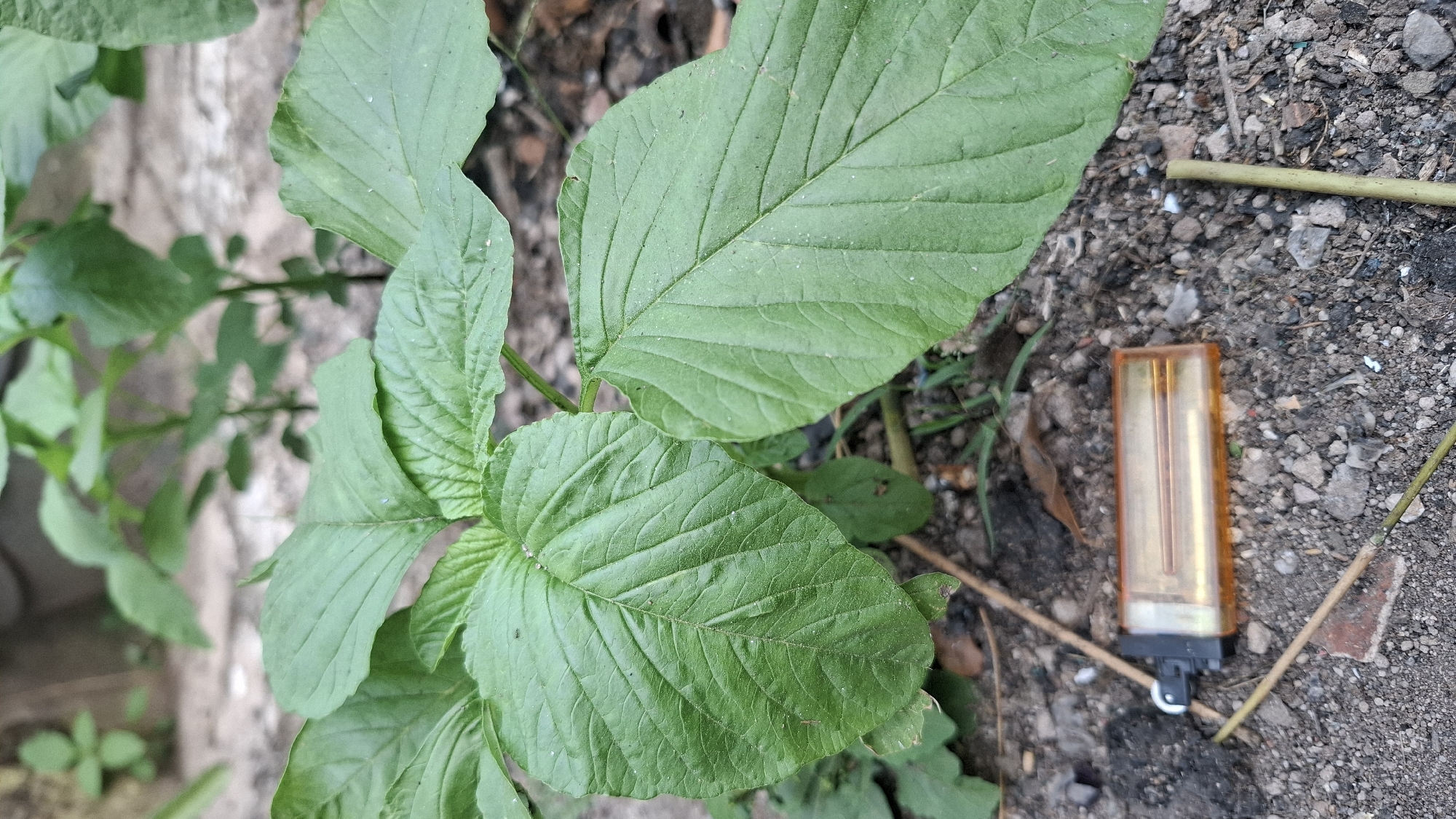The image displays a close-up view of green foliage, likely spinach or a similar leafy vegetable, growing in what appears to be an outdoor, possibly urban, environment. In the foreground, resting on the soil and small stones, is a translucent orange disposable lighter. The soil is a mix of dark earth, gravel, and small pebbles. Behind the foliage, the background is blurred, showing more greenery and a neutral-colored wall or structure. The lighting suggests it is daytime. The scene is consistent with a garden or an undeveloped area within the city of Cibinong Hilir, Indonesia.