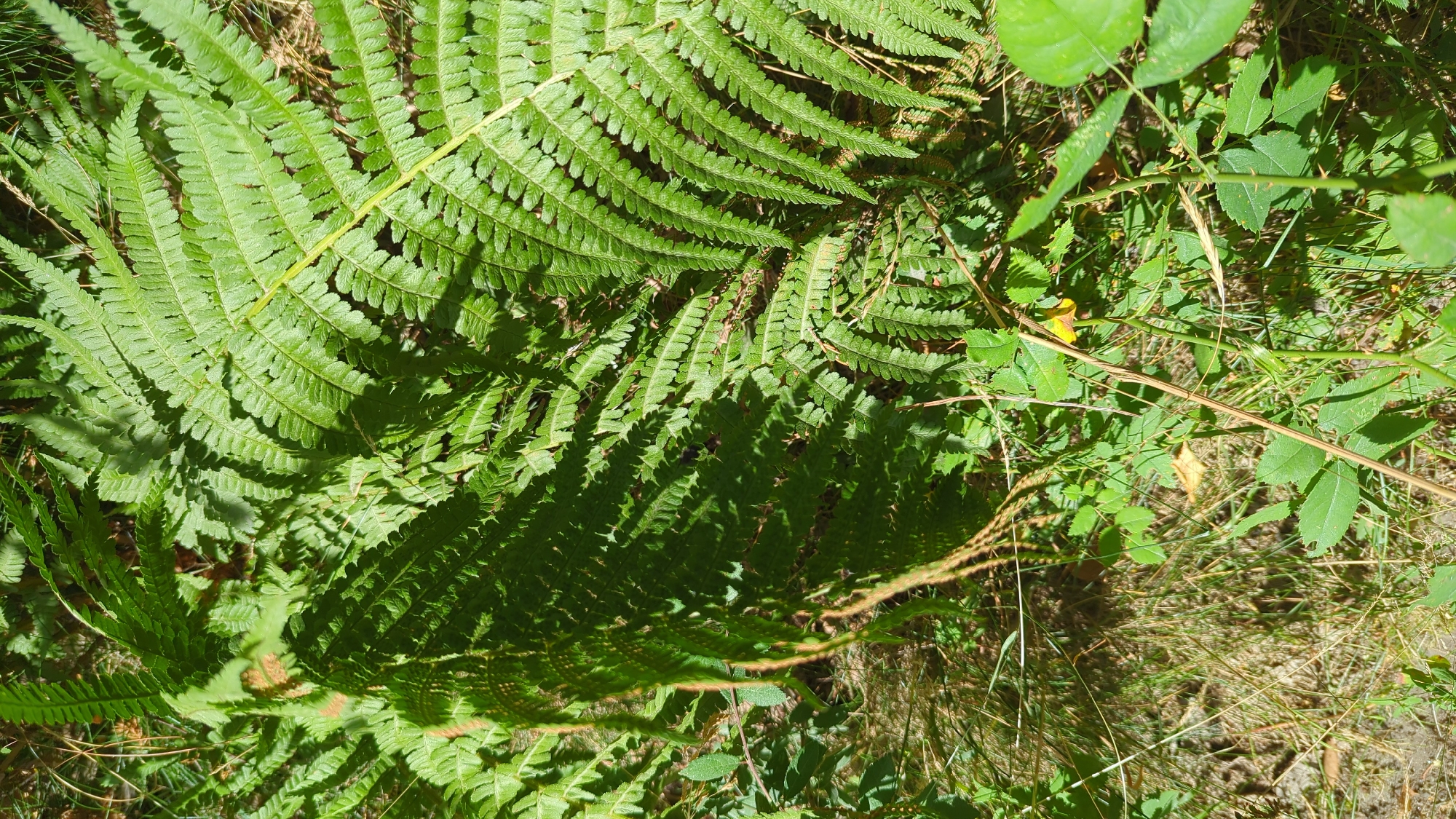 This is a close-up, eye-level photograph of ferns and other undergrowth in a natural setting. The dominant subject is a large, vibrant green fern frond that occupies the upper right and center of the frame, its finely serrated leaflets catching the sunlight. To the left, another fern frond casts a deep shadow. The ground beneath is a mix of dry grass, loose soil, and smaller green plants. In the lower portion of the image, a thorny stem with sparse green leaves and a single small yellow flower is visible. The scene appears to be in a shaded, wooded area, consistent with the environment found in Larkollen, Norway. There are no people or animals present in the image, and no discernible human activity is depicted. The lighting suggests it is daytime, with dappled sunlight creating highlights and shadows.