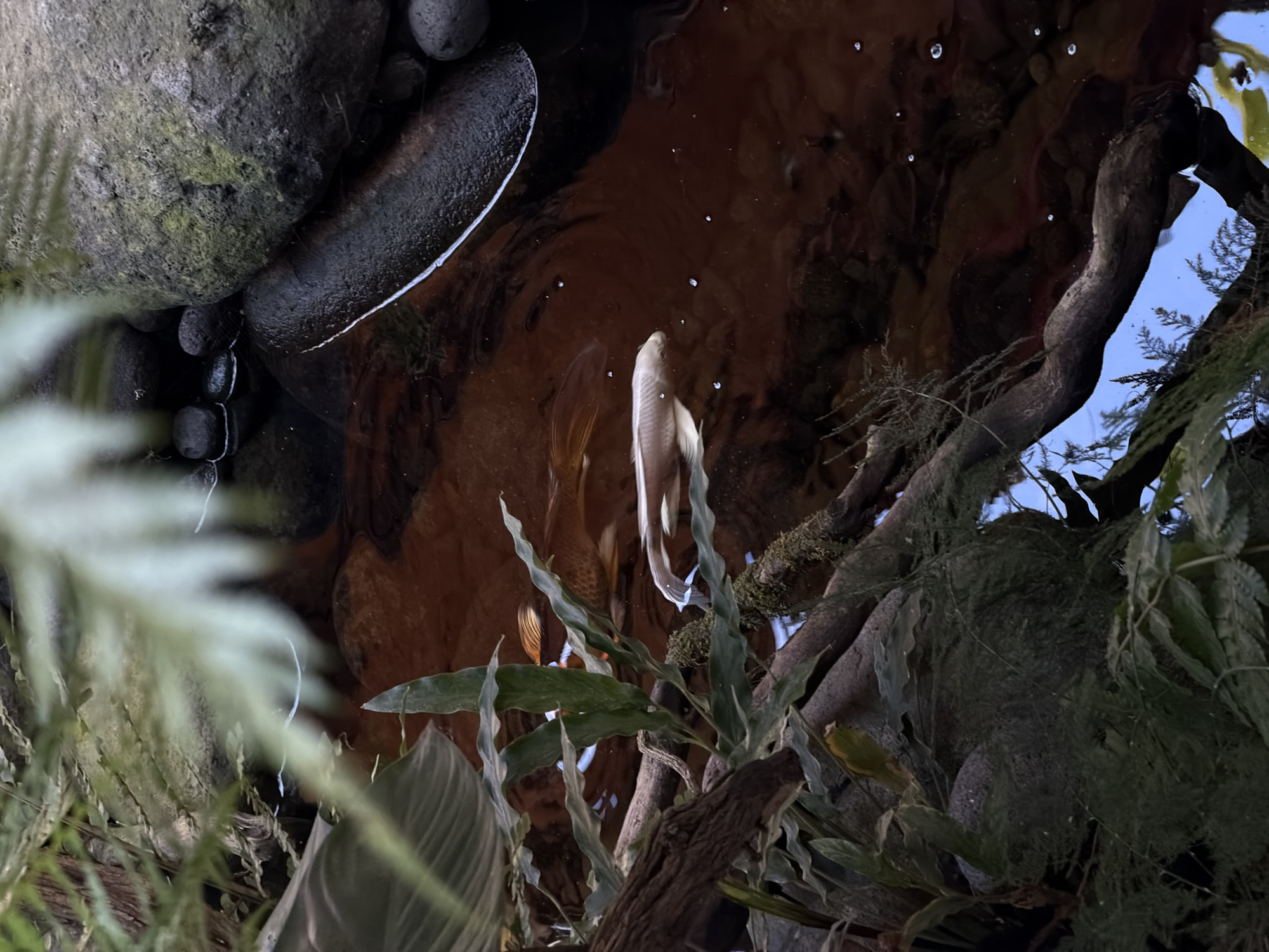 The image presents a serene, naturalistic aquatic environment, likely an indoor pond or display. A light-colored fish, possibly a type of pleco or carp, is gracefully swimming in the dark, reflective water, its form and fins clearly visible.
The water, which has a deep brown or reddish hue, is highly reflective and dotted with small, luminous bubbles on its surface. Along the edges of the water body are large, smooth, dark grey rocks, some partially submerged and exhibiting patches of moss.
Lush green foliage of various types frames the scene. Some plants feature broad leaves, while others display delicate, fern-like structures, growing both around the water's edge and on the submerged elements. A prominent, dark, gnarled branch or piece of driftwood extends into the water from the right side, partially covered in moss, enhancing the natural habitat aesthetic.
Reflections in the water reveal elements from above, including what appears to be a light blue sky or artificial overhead lighting, and more surrounding vegetation, indicating a source of illumination from above. The overall lighting is subdued, contributing to a calm and somewhat mysterious ambiance.
The scene depicts the tranquil movement of aquatic life within a meticulously arranged, natural-looking habitat, designed to evoke a peaceful ecosystem. While not explicitly visible within the image itself, this aquatic display is situated in North Kuta, Indonesia. No visible text is present in the image.