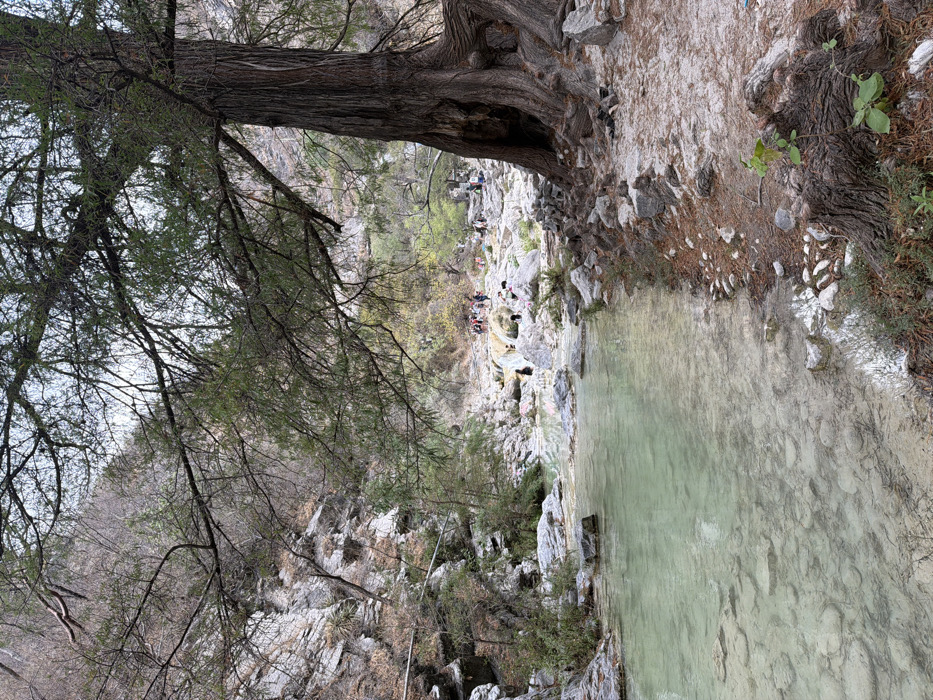 The image depicts a natural river or thermal spring environment located in San Miguel Atlapulco, Mexico. A clear, light green-turquoise body of water flows from the background towards the foreground, revealing a rocky riverbed. On the immediate right, a large, mature tree with dark, gnarled bark and extensive exposed roots anchors the scene, its branches, some with sparse foliage, extend overhead. The ground surrounding the tree consists of reddish-brown dirt, scattered rocks, and dried leaves/pine needles. Along the left side of the frame, steep, rugged rock formations rise from the water's edge, sparsely covered by dry, scrubby vegetation. A light-colored horizontal pipe or conduit is visible traversing the lower section of the left rock face.
Further upstream, in the midground, approximately two dozen individuals are observed congregated around natural pools and rock formations within the river. Many are partially submerged in the water, while others stand on the light-colored, smooth rocks that form cascades and small basins. The individuals appear to be engaging in recreational activities such as bathing or wading. The background features steep, arid-looking hillsides covered with thin, skeletal trees and shrubs, indicative of a dry or dormant season. The sky overhead is overcast.