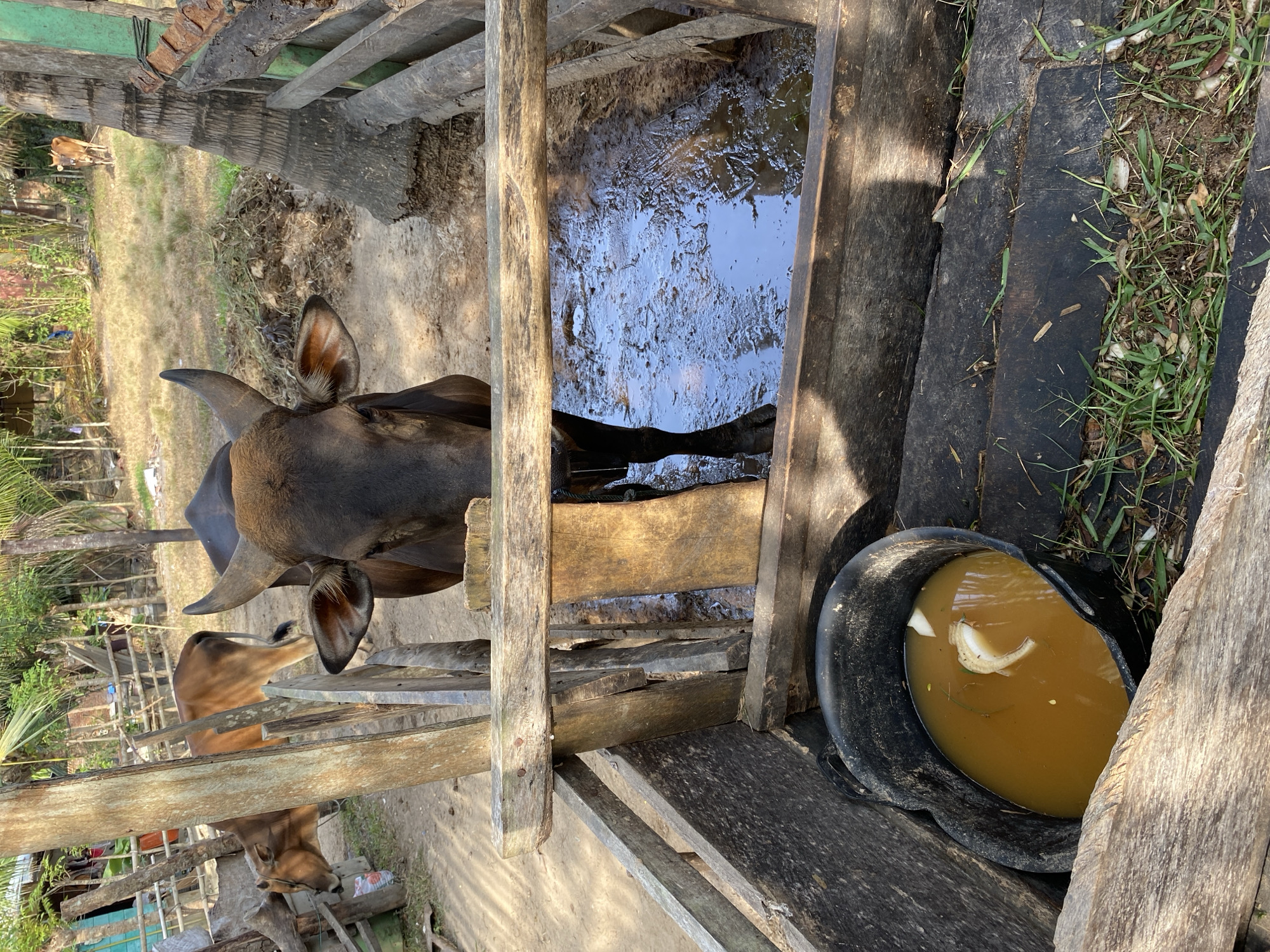 The image captures an outdoor scene at an animal enclosure, likely a farm or pen, under bright daylight. The main subjects are two cows within a rustic wooden structure.
In the foreground, a dark brown cow with prominent horns and large ears is partially visible, its head and upper body occupying the left side of the frame. Its gaze is directed towards the left. Immediately to the cow's right, within the wooden fencing, is a large, muddy puddle or trough filled with murky water, reflecting the sky. The ground around this area is bare earth and mud.
To the right of the wooden structure and closer to the foreground, a black plastic bucket rests on the ground. It contains a yellowish, opaque liquid with several light-colored, organic fragments, possibly fruit peels, floating on the surface.
In the background, behind the foreground cow and the wooden fence, another lighter brown cow is visible, standing on relatively drier, grassy ground. The broader setting shows sparse vegetation, including trees that appear tropical or subtropical, under a clear, sunny sky, as indicated by the distinct shadows cast by the wooden elements. The wooden fencing is constructed from rough planks and posts, appearing weathered and functional. The scene provides a glimpse into a rural, agricultural environment in Gampongaceh, Indonesia, with no visible text.