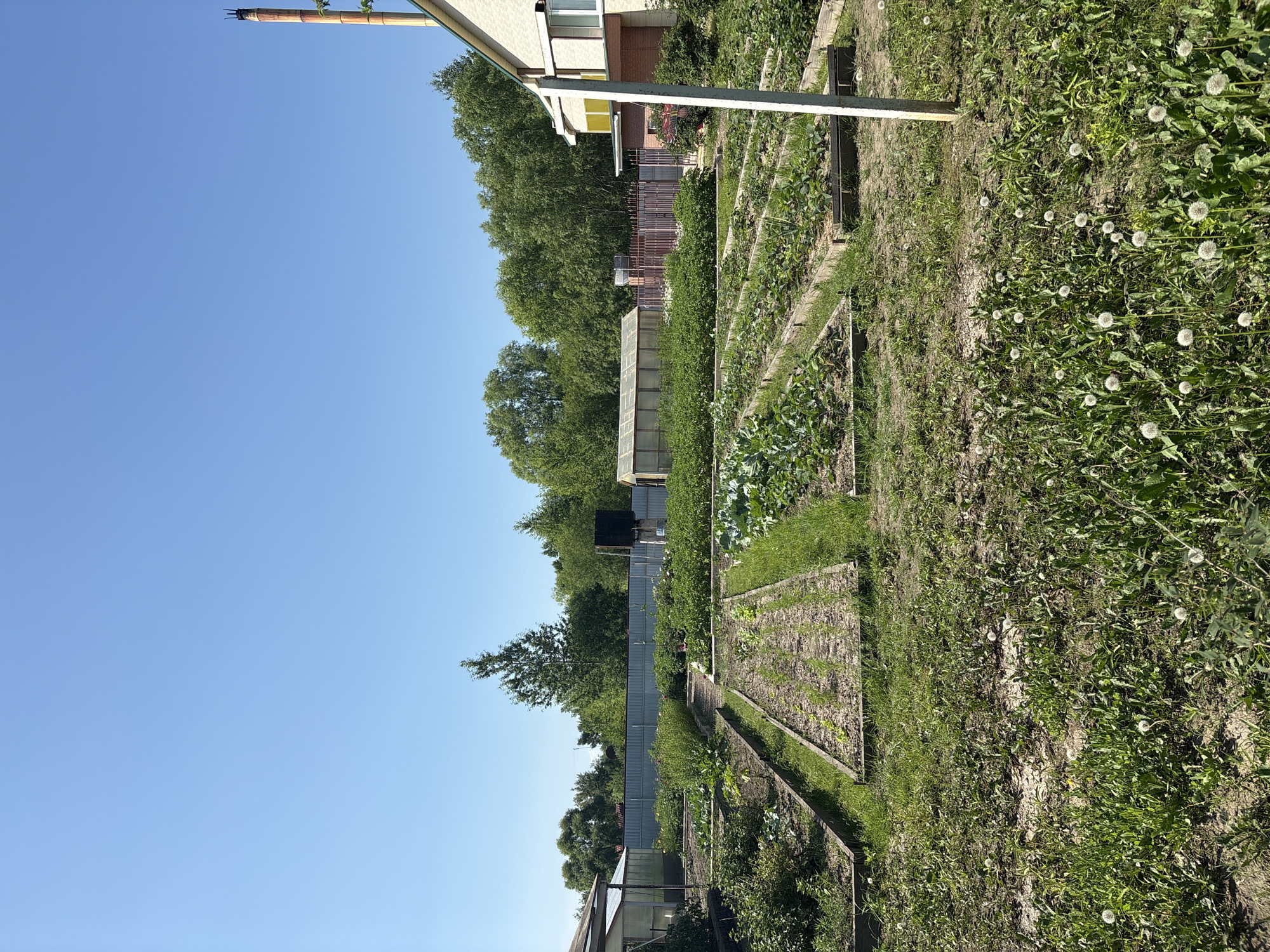 The image depicts a sunny day in a well-maintained garden in Razdolnoye, Russia. The foreground is filled with lush green grass and numerous white dandelions, suggesting a natural and somewhat uncultivated area. In the mid-ground, raised garden beds are neatly arranged, showcasing various crops. Some beds contain rows of young green plants, likely vegetables. Other beds are covered with larger, leafy plants, including what appears to be cabbage or similar brassicas. The garden is bordered by a metal fence and surrounded by trees and foliage.
In the background, a light-colored building with a beige brick facade and a green roof is visible on the right side of the frame. A tall, reddish-brown chimney with a dark top stands prominently against the clear blue sky near the building. To the left of the building, a greenhouse with a transparent roof and sides is situated, suggesting a controlled environment for plant growth. Another smaller structure, possibly a shed or outbuilding, is also present. The overall impression is that of a productive and peaceful garden in a rural or semi-rural setting within Razdolnoye. No people are visible in the image.