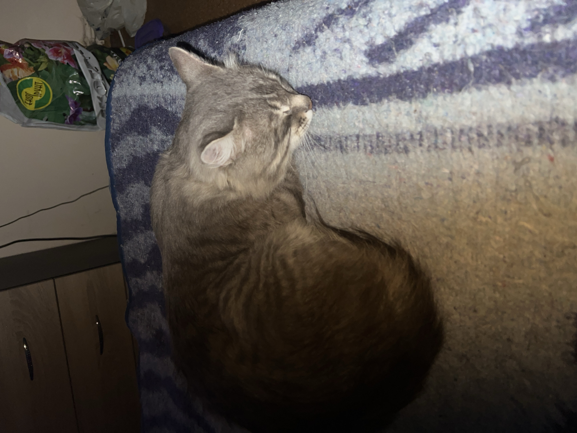 A gray tabby cat is curled up and sleeping on a striped blanket. The blanket is blue and white and has a textured surface. The cat's eyes are closed and its body is tucked in. In the background, there is a dresser with dark drawers and a bag of soil with colorful flowers on it. The scene appears to be indoors, possibly in a bedroom. The provided location of Drohobych, Ukraine, cannot be confirmed from the image alone.
