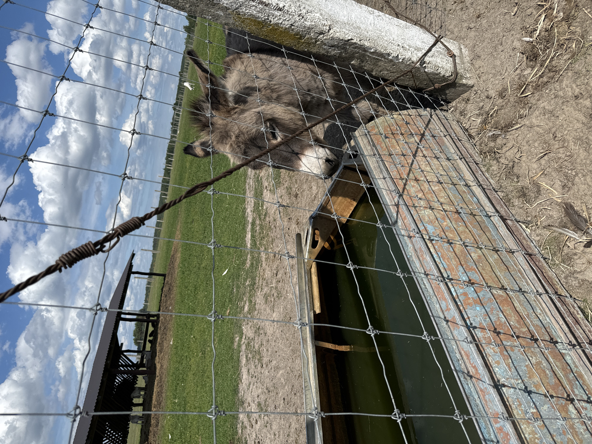 A small, grey donkey with dark ears stands behind a wire fence, its head lowered to drink from a metal trough filled with murky green water. The trough appears old and weathered, with rust and peeling blue paint visible. The donkey's fur is shaggy, and its eyes are partially closed, suggesting it is focused on drinking. In the background, a grassy field stretches towards a rustic wooden shelter with a dark metal roof, where a few other animals, possibly sheep or goats, are visible. The sky above is a bright blue with scattered white clouds. The ground around the trough is dry, dusty soil with some scattered dry grass. The scene suggests a farm or a rural enclosure on a sunny day. The location is identified as Kostiantynivka, Ukraine.