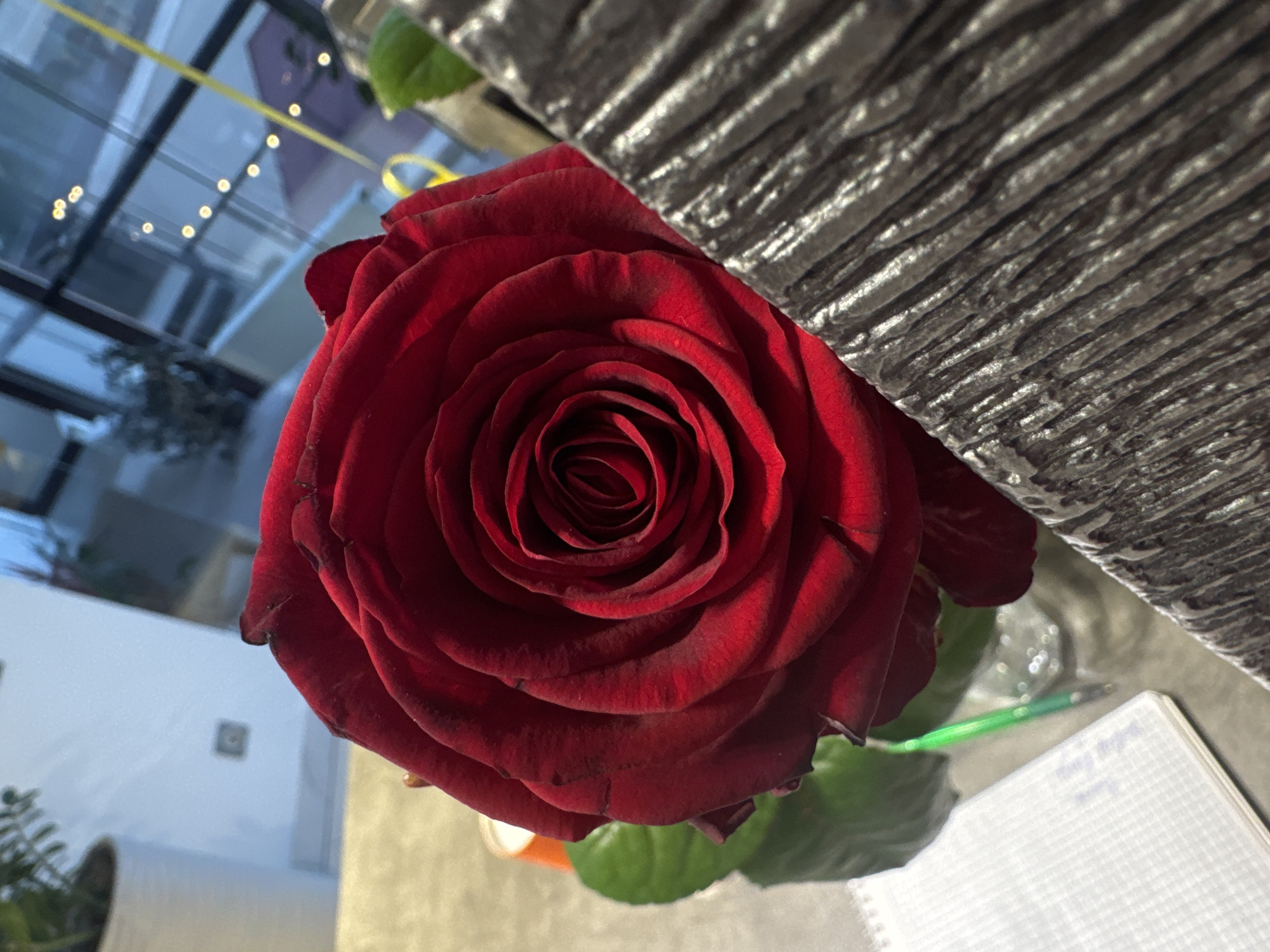 A close-up photograph depicts a dark red rose in full bloom. It is positioned slightly off-center, with the right side of the flower obscured by what appears to be a textured, metallic object with linear ridges. The rose is the primary subject, showcasing its tightly wound petals at its center. To the left of the rose, a blurry background reveals a glass-covered structure, possibly a greenhouse or a conservatory, with visible lights. Underneath the rose, a green stem and leaves are visible, along with a portion of a white notebook and a green pen. The setting suggests an indoor environment with the potential for natural light, although the location within the city of Unknown, Unknown, cannot be determined from the visual information provided. No people, explicit actions, or interactions are depicted in the image.