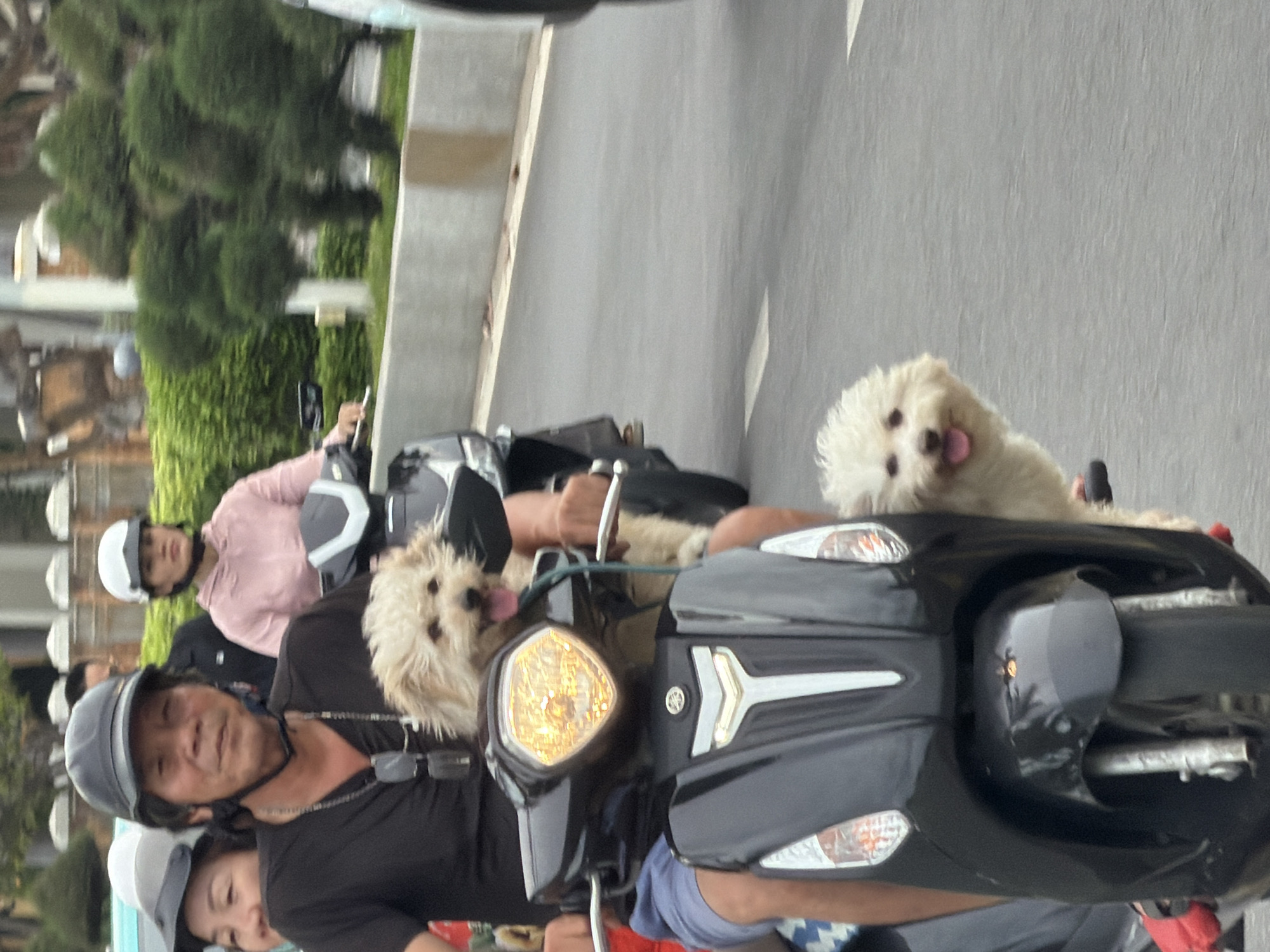 Two small, fluffy white dogs are on the front of a black scooter, with one in front of the other. The dog in the front is larger and appears to be a bichon frise. The dog in the back is also white and has a similar fluffy appearance. The scooter is being ridden by a man with dark hair and a black t-shirt, wearing a black helmet. Behind him, a woman in a pink hoodie and white helmet is riding on the back of the scooter. The scooter is moving on a paved road with white lines. In the background, there are green trees and a concrete barrier. The image appears to be taken in Nha Trang, Vietnam, given the presence of a scooter, the attire of the people, and the tropical foliage.