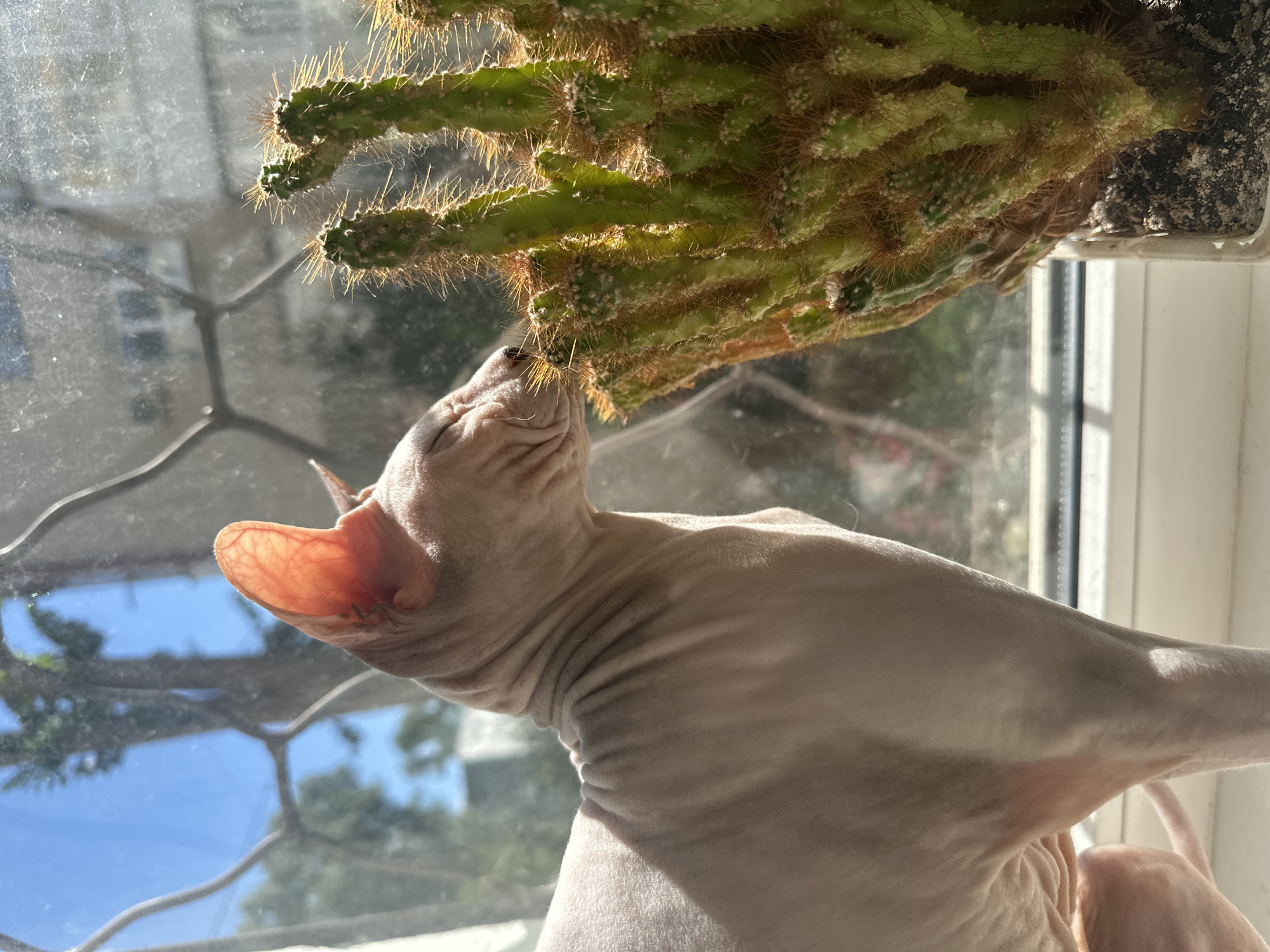 A hairless cat, likely a Sphynx, is positioned on a windowsill, facing a potted cactus. The cat's furless skin is visible, with prominent wrinkles on its neck. The cat's eyes are closed, and it appears to be sniffing or interacting with the cactus's spines. The cactus is green with numerous sharp spines and is in a white plastic pot. The background consists of a window with a grid pattern, through which trees and a blue sky are visible. The scene appears to be indoors, near a window, with natural light illuminating the subjects. No specific location in Togliatti, Russia is discernible from the image.