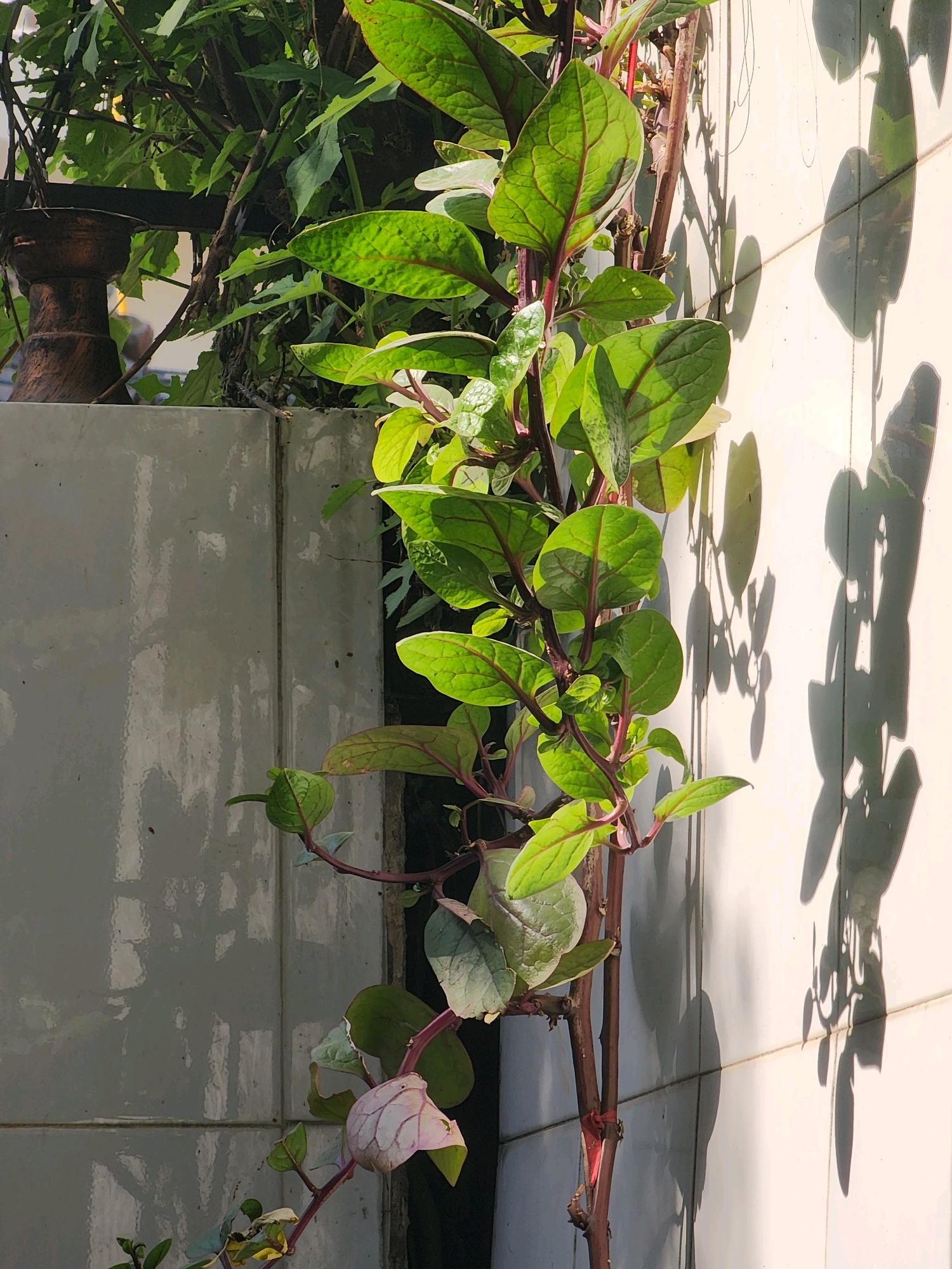 In Islamabad, Pakistan, a vine with broad, green leaves and reddish stems climbs along a tiled wall, casting a distinct shadow. The wall, composed of rectangular white tiles, shows signs of wear and tear, with some staining and grout lines visible. To the left, a portion of a rough, grey concrete structure is visible, partially obscured by dense foliage. A dark, weathered object, possibly a decorative piece or part of a larger structure, rests on the concrete. The lighting suggests it is daytime, with sunlight creating strong contrasts and highlights on the plant and wall. The overall scene depicts a plant interacting with an urban architectural element in a natural setting.