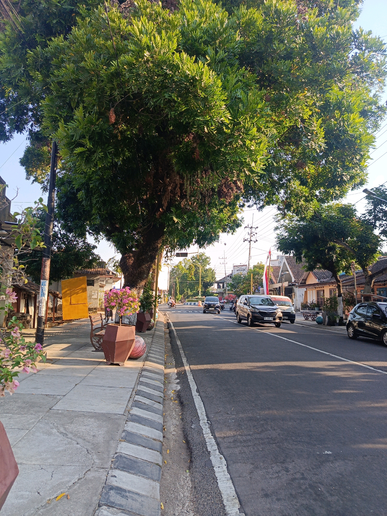 The image depicts a street scene in Candirejo, Indonesia, with a focus on the roadside and the adjacent buildings. The foreground shows a concrete sidewalk with patterned edging. Several large planters, one containing pink flowers, are placed along the sidewalk, along with a bench and a round object that appears to be a decorative ball. A large tree with dense green foliage dominates the left side of the image, its trunk thick and textured. A utility pole stands nearby.
The street itself is paved and shows signs of traffic. Several cars are visible, including a dark SUV and a smaller black car on the right, and other vehicles further down the road. A motorcyclist is also present on the street. Buildings line the right side of the street, with tiled roofs and simple facades. Some appear to be shops or houses. The scene is illuminated by natural sunlight, suggesting it is daytime, likely late afternoon given the angle of the shadows. The sky is clear and blue. The overall impression is a typical street in a residential or commercial area of an Indonesian town.