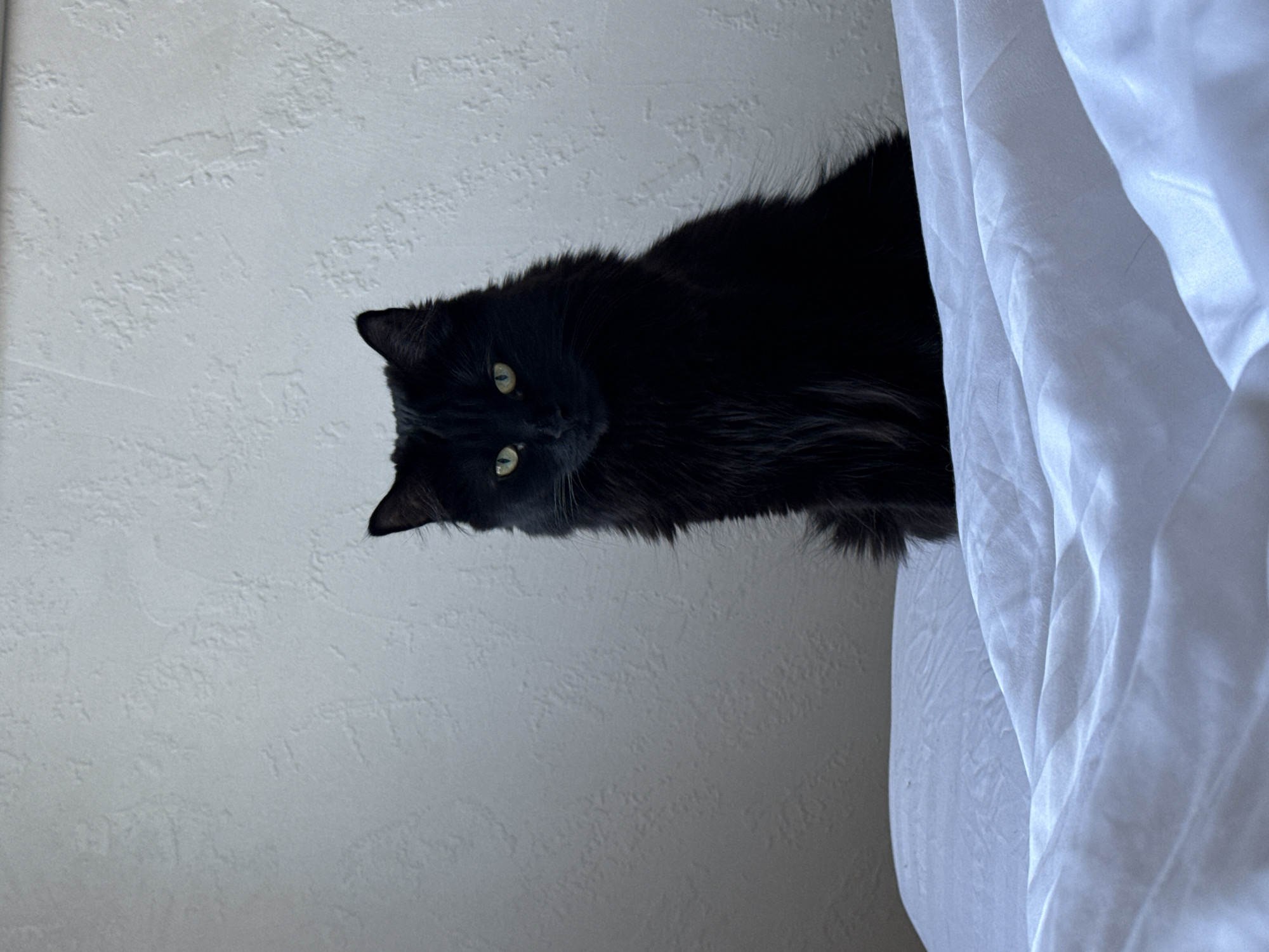 A black cat with yellow eyes is visible, situated against a backdrop of a white wall and white fabric, possibly a curtain or sheet. The location in Rostov-on-Don, Russia is not discernible from the image.