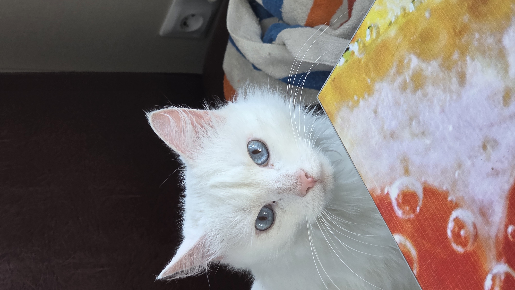 A close-up shot shows a white cat with striking blue eyes looking directly at the camera. The cat is positioned in the foreground, with its head and upper body visible. The background is slightly blurred, but a dark brown textured surface, possibly upholstery, is visible to the left, and a wall with a light switch is to the right. A folded towel with blue and orange stripes lies behind the cat. In front of the cat, a colorful object with orange, yellow, and white patterns, possibly a book or tray, is partially visible. The cat appears to be indoors, in a domestic setting, potentially in Старошареево, Russia, though no specific landmarks confirm this location.