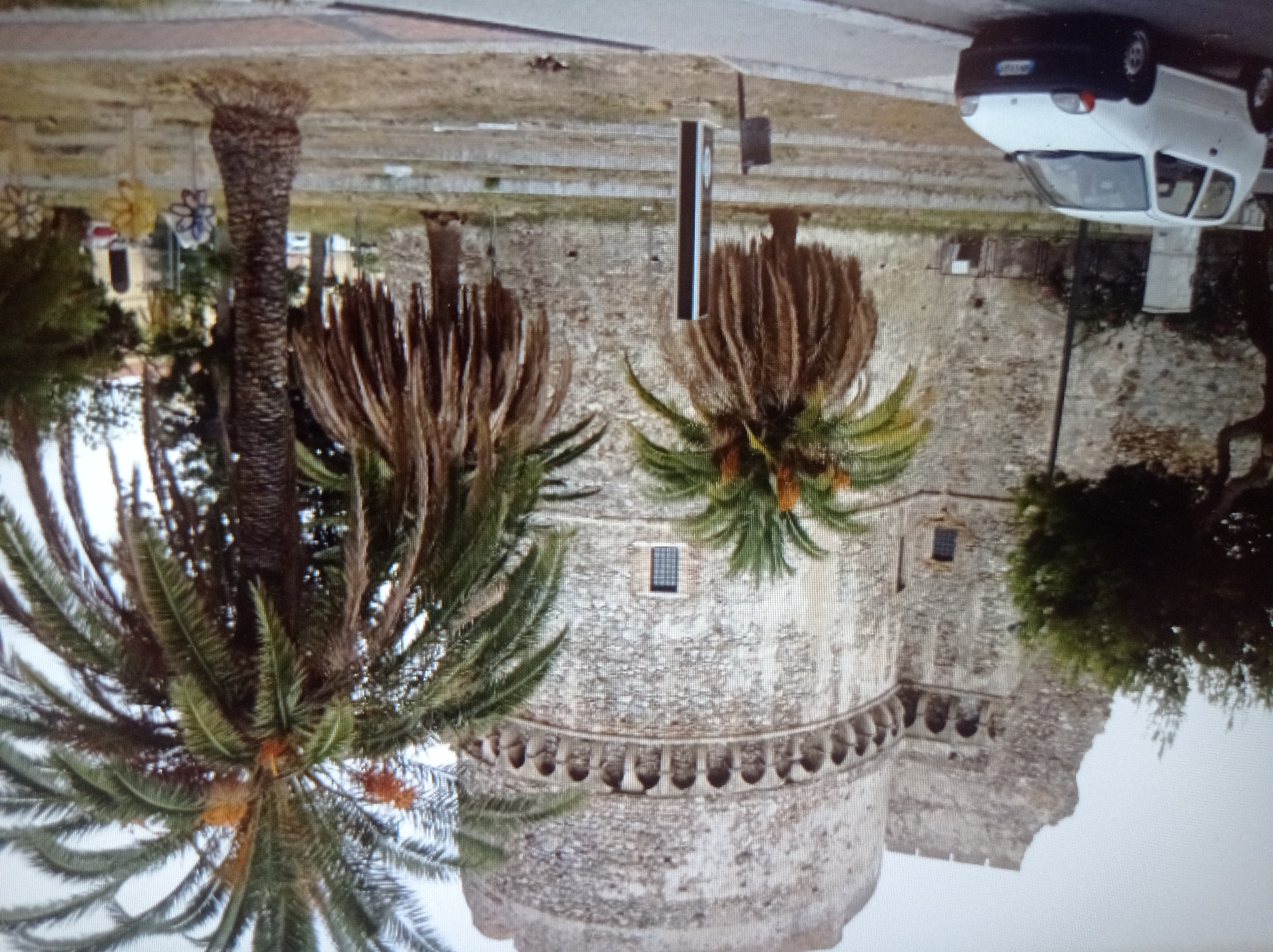 The image shows a white Fiat Seicento parked on a street in front of an ancient stone castle. The castle is partially ruined, with sections of crumbling walls and a large circular tower. The tower has a decorative band of arches near its top and a small window. Palm trees are visible in the foreground, with one large palm tree prominently featured to the right of the castle. There is also another smaller palm tree in front of the castle. The ground around the castle appears to be a grassy area with some paved walkways. The sky is overcast. There are no people or animals visible in the image. The scene is serene and appears to be a historical landmark. The location is not Mukachevo, Ukraine; it is likely a Mediterranean coastal city given the presence of palm trees and the architectural style of the castle.