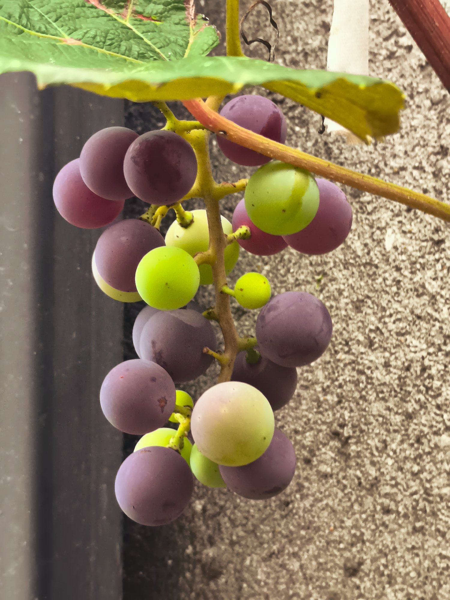 A close-up, vertical shot captures a cluster of ripening grapes hanging from a vine. The grapes display a gradient of colors, ranging from green to a deep purple, with some appearing in intermediate stages of ripeness. The vine itself is visible, with a thin, reddish-brown stem and smaller, yellow-green tendrils supporting the fruit. A large, green leaf with red venation extends into the frame from the top left, partially obscuring the view of the grapes.
The background is a textured, light brown wall, possibly stucco or concrete, with a rough, grainy surface. To the left of the grapes, a dark, vertical element, possibly a drainpipe or a section of a building, provides a strong contrast to the lighter background and the colorful grapes.
The lighting suggests it is daytime, with a soft, diffused light illuminating the scene. No people are visible in the image. The overall impression is one of natural growth and the process of ripening, set against an urban or semi-urban backdrop. The image does not provide any specific visual cues to pinpoint its location within the city of Makho, Georgia.