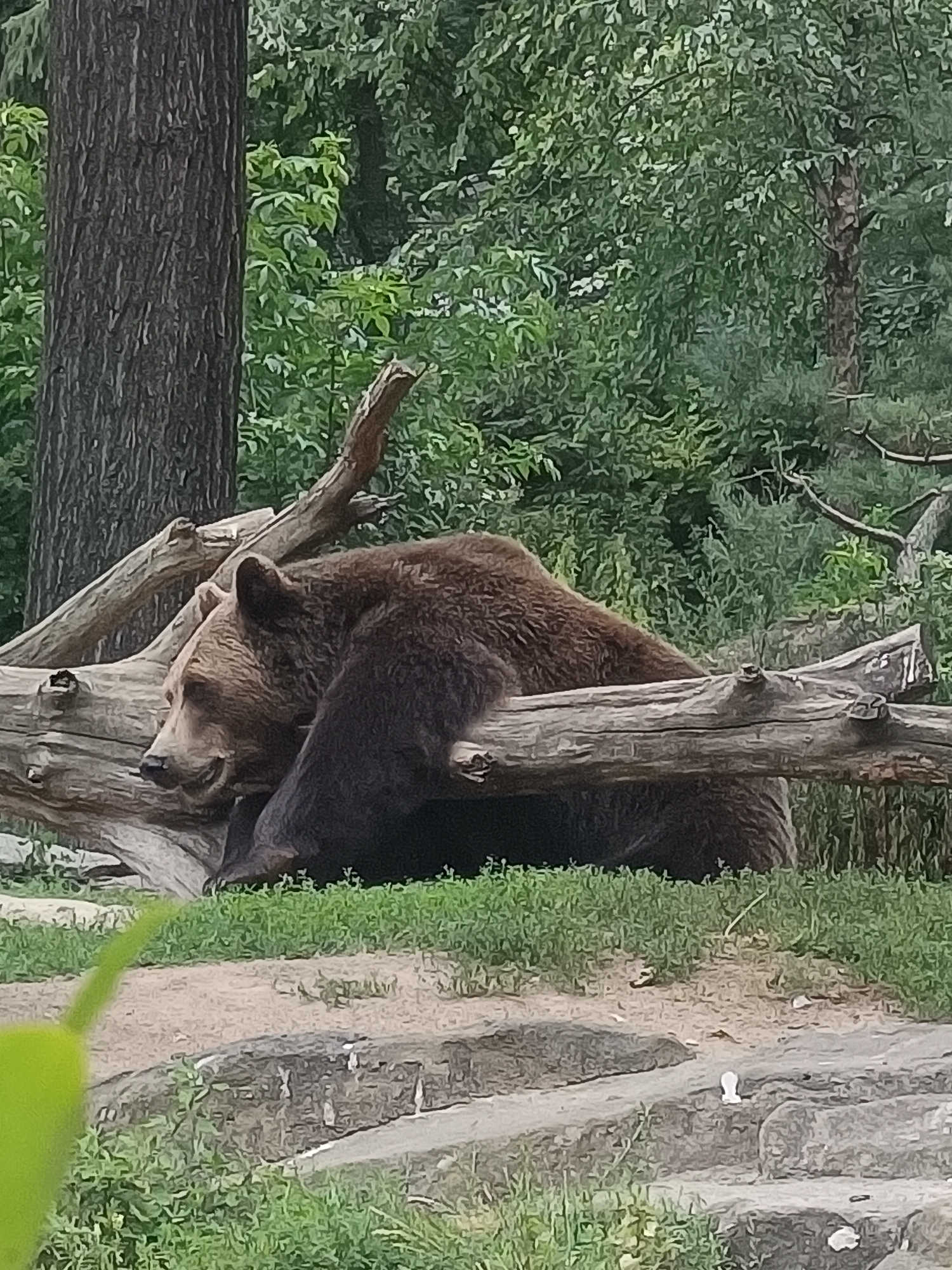 A brown bear is resting on a fallen log in a wooded area. The bear is lying down, with its head resting on the log and its eyes closed. The bear's fur is dark brown and appears thick. The log is thick and covered in bark, with some moss and lichen growing on it. In the background, there are trees and foliage, suggesting a natural or zoo environment. The lighting suggests it is daytime, with dappled sunlight filtering through the leaves. The scene appears peaceful and tranquil. This image was taken at the Berlin Zoo.
