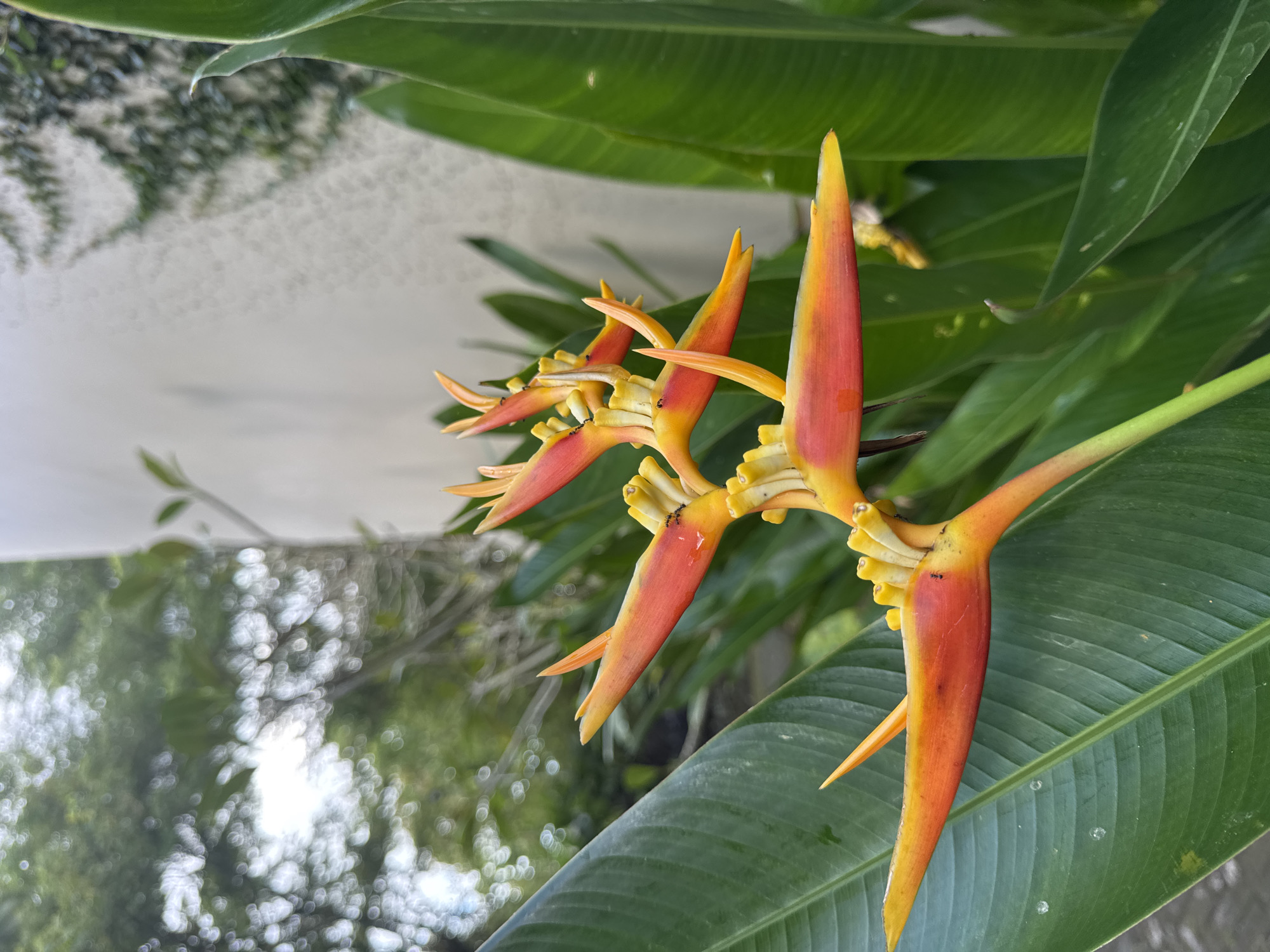 The image captures a close-up view of Heliconia psittacorum, commonly known as parrot's flower or false bird-of-paradise, in Kuta Selatan, Indonesia. The flower features vibrant red-orange bracts with yellow edges and smaller yellow flowers emerging from within. These are set against a backdrop of large green leaves and the out-of-focus scenery includes a building and trees. There are also small insects, possibly ants, crawling on the flower.