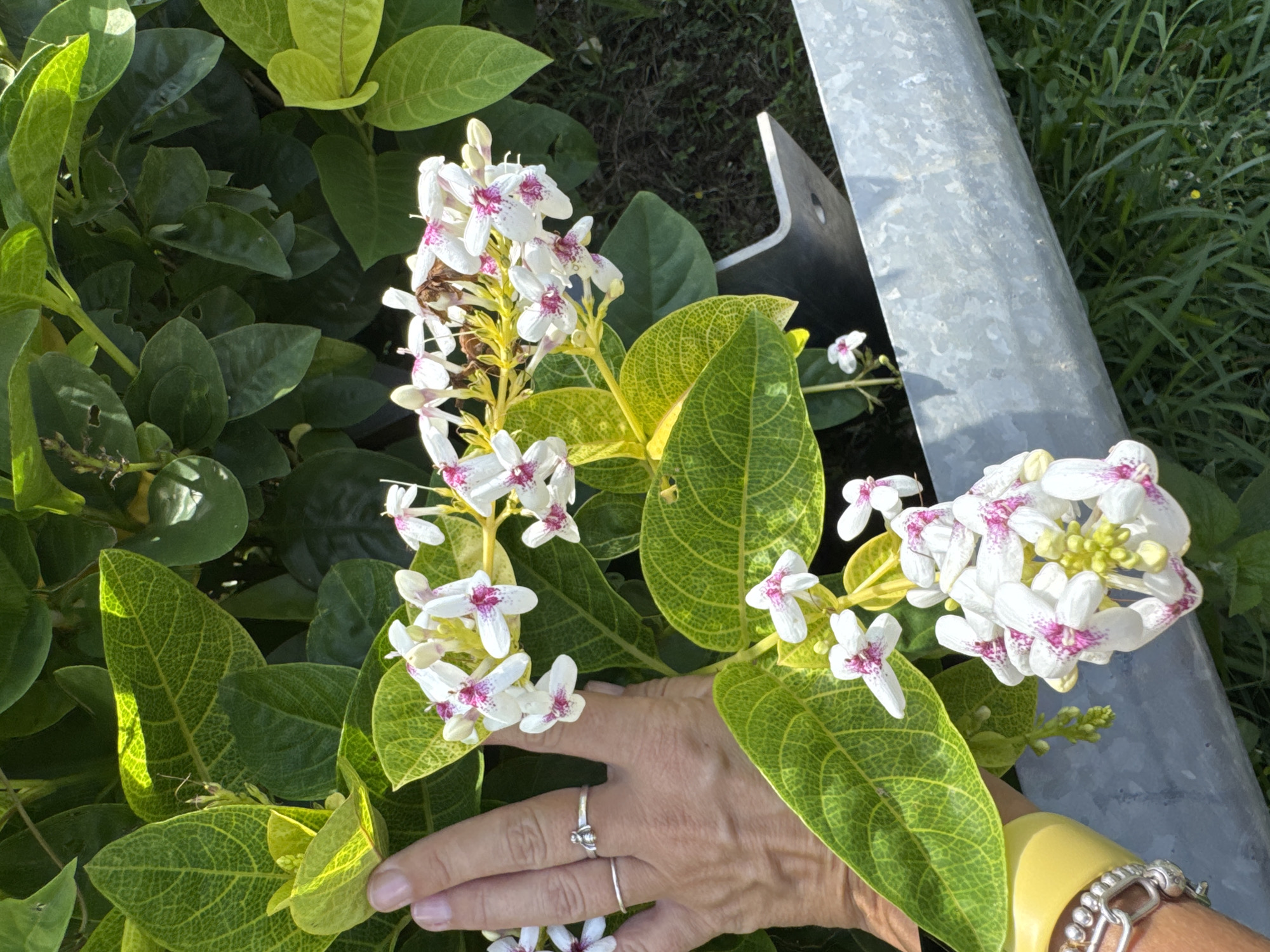 The photograph depicts a close-up of a flowering plant, specifically a white flower with pink spots on the petals. The plant is situated in a garden with a variety of greenery surrounding it. A person's hand is gently touching the plant's leaves, suggesting an interaction or observation of the flora. In the background, a metal pipe or structure is visible, adding an element of urbanity to the scene. The image appears to be taken during daylight hours, with natural light illuminating the plant and the surrounding environment. The location in Kuta Selatan, Indonesia, indicates a tropical setting where such flowering plants might naturally thrive. The overall impression is that of a moment of appreciation or interaction with nature within an urban or cultivated landscape.
